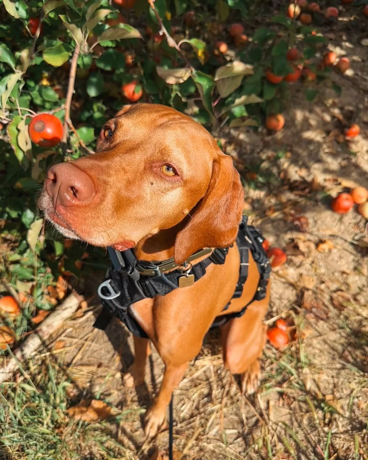 The apple of my eye! 🍎

#trailingblaze #agirlandavizsla #vizsla 
#dogsofinstagram #apple #appleorchard
#crimsoncrisp #fall
