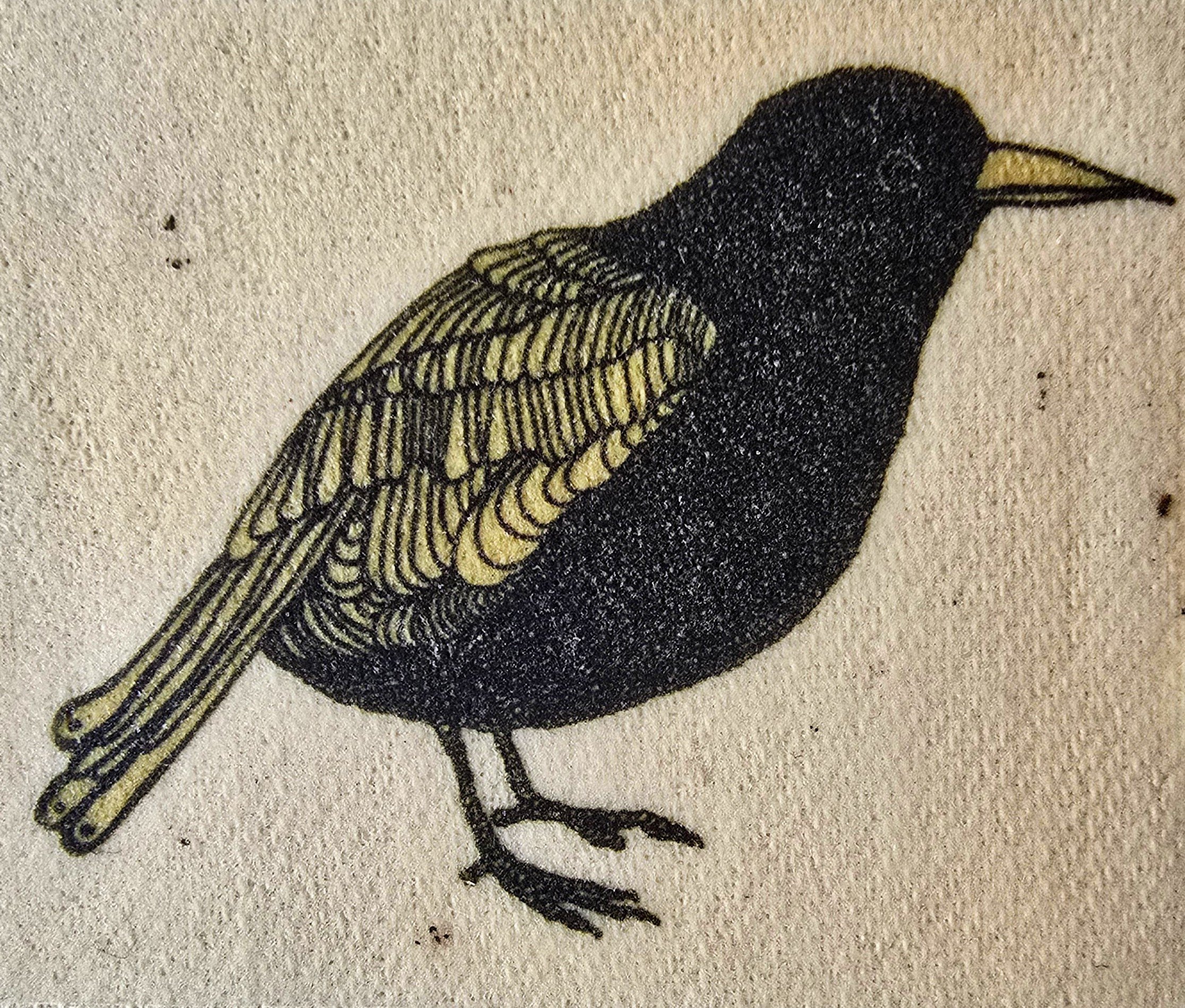 Raven