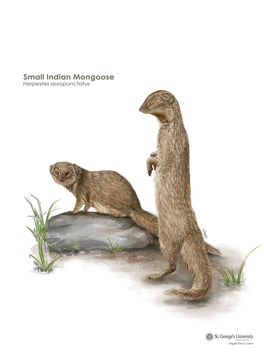 Small Indian Mongoose