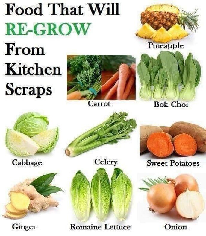 Waste less Wednesday food tip.  Here are some foods you can regrow with your food scraps. #wastelesswednesday #wastelessfeedmore #foodwaste #foodwastereduction #foodwasteprevention