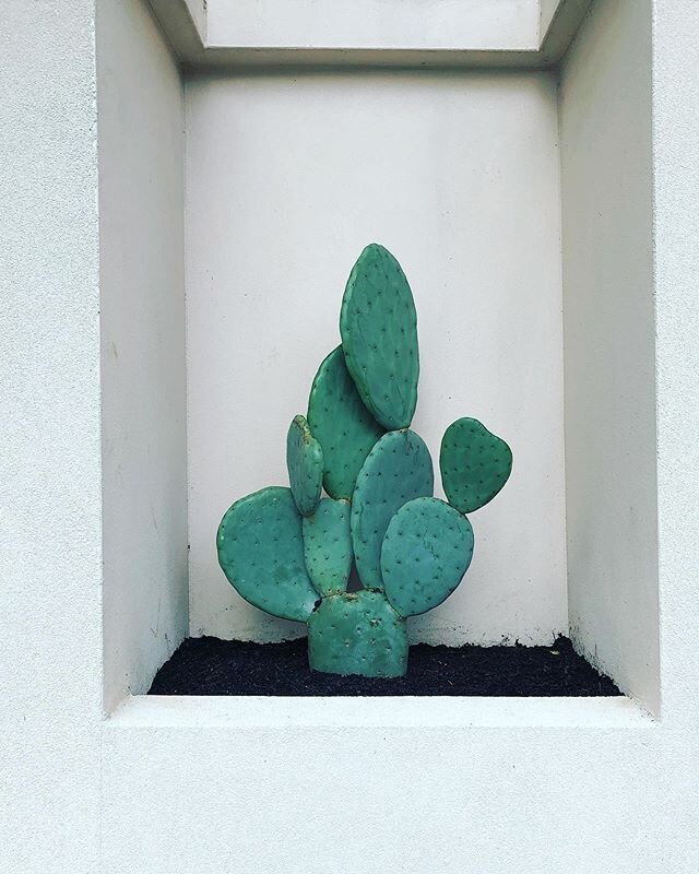 These thornless prickly pears have found their perfect homes. #pricklypearcactus #cosylittlealcove#innerwestgardens #featureplants #opuntiaburnanksspineless