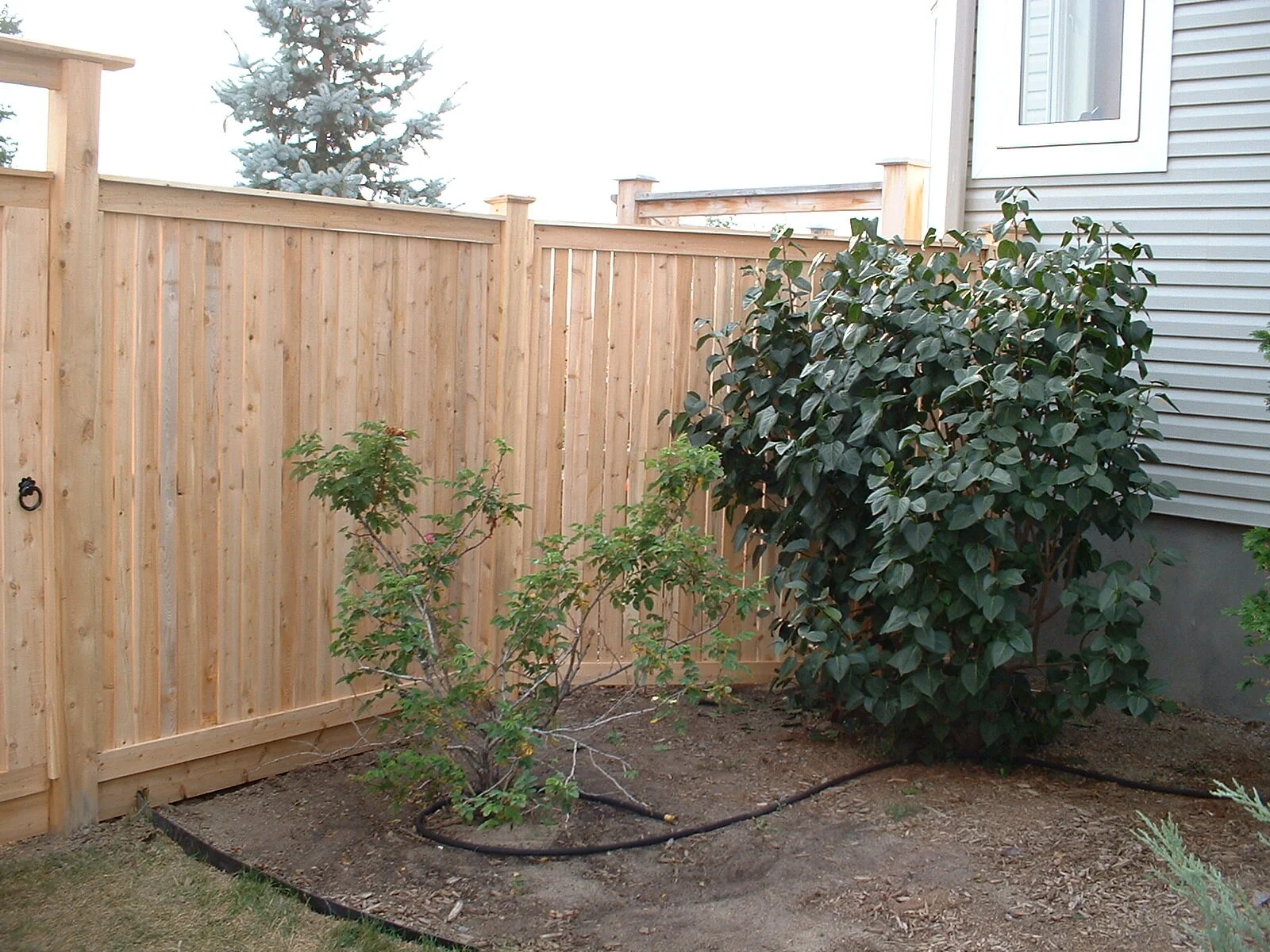 Sandringham Cedar Fence Panels