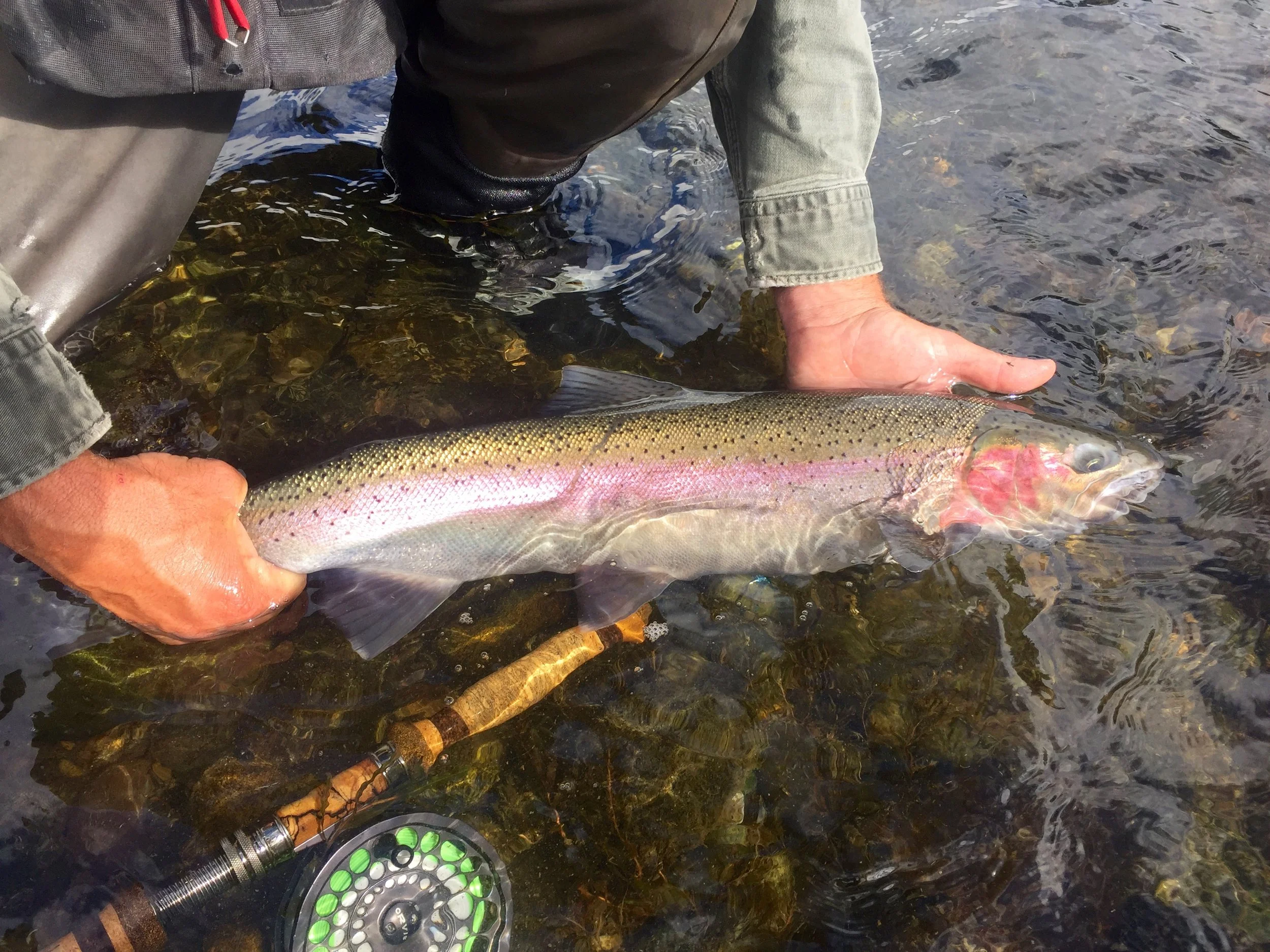 2026 Rogue River fall Steelhead Season