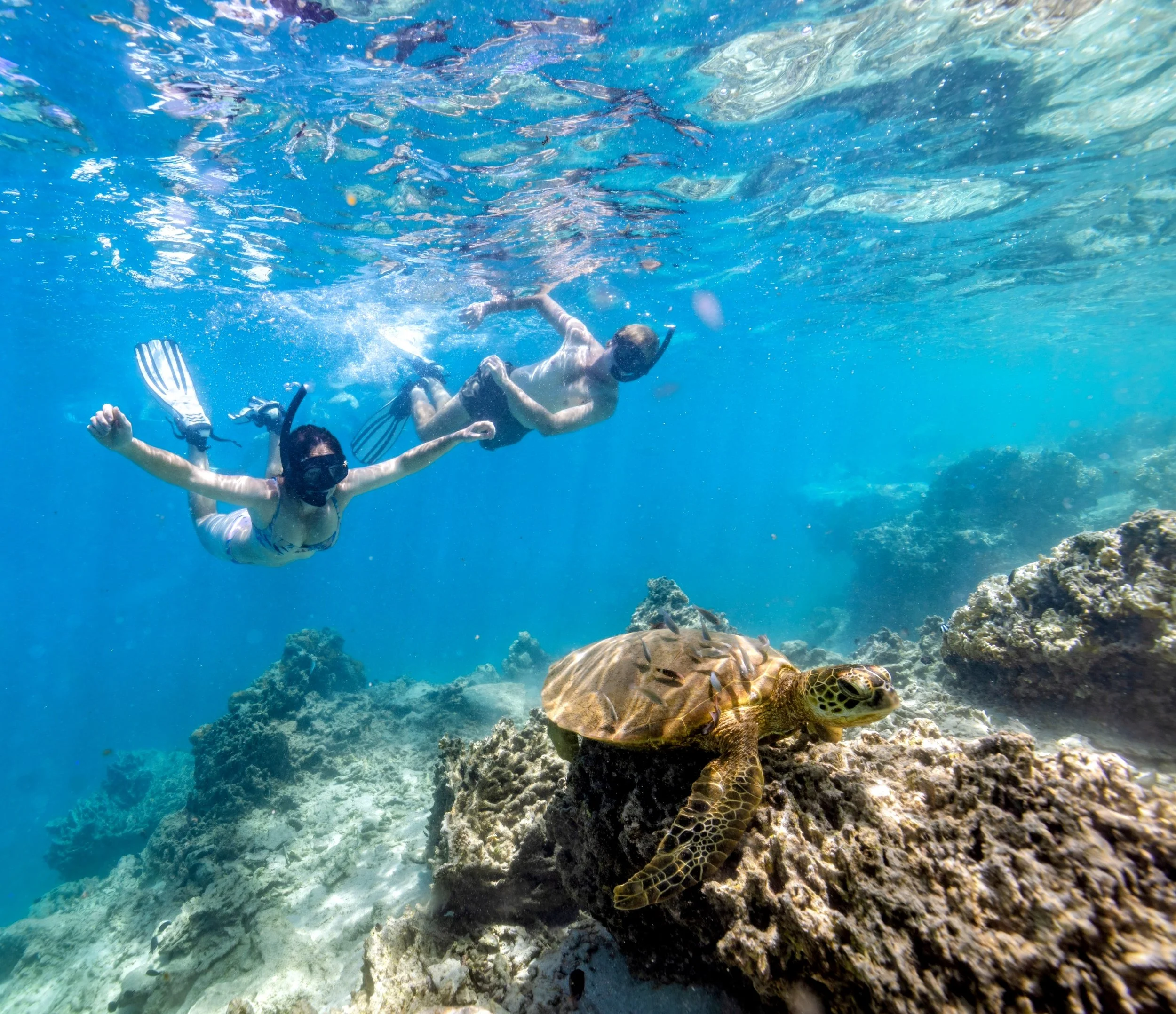Discover the Diverse Snorkeling Adventures of the Cook Islands