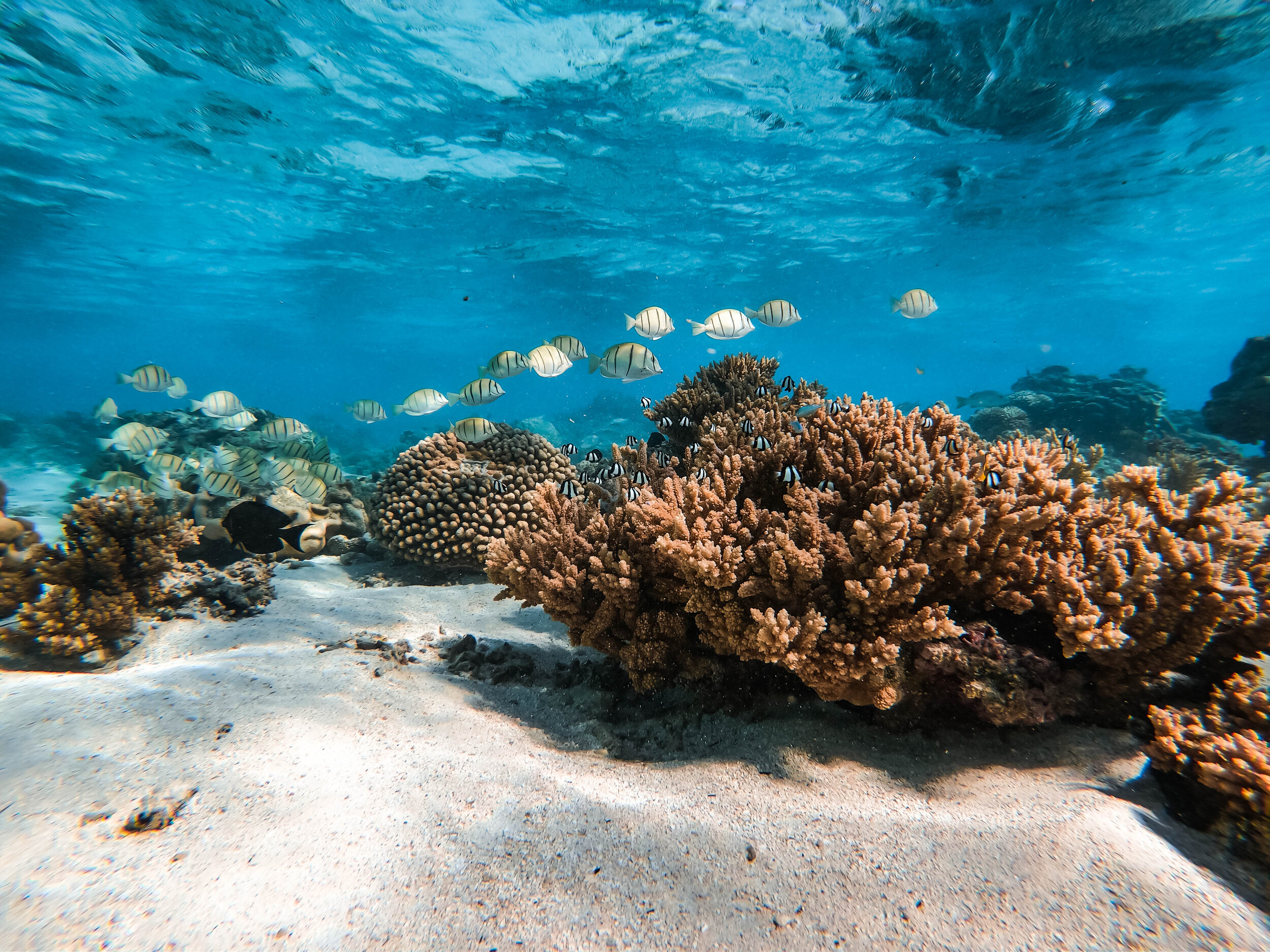 snorkelcookislands - coralreef-12.jpg
