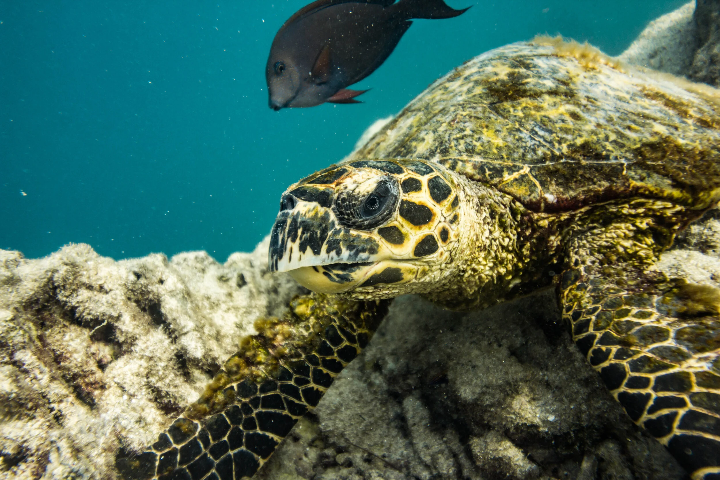 Safe for both sea life and tourists