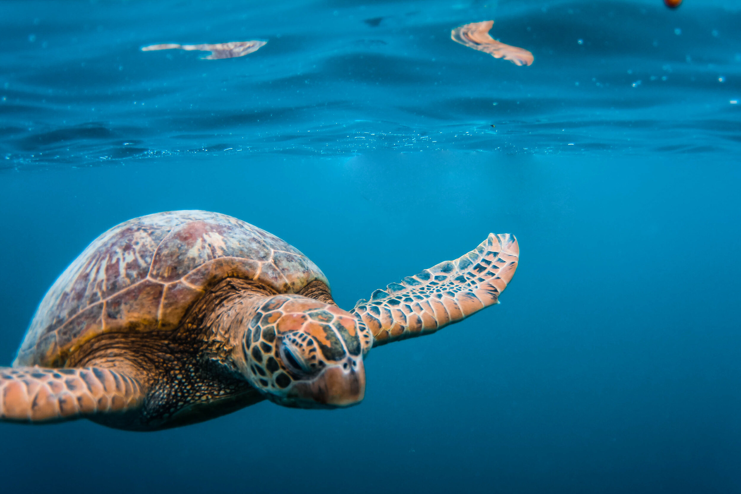 Key turtle photo.jpg