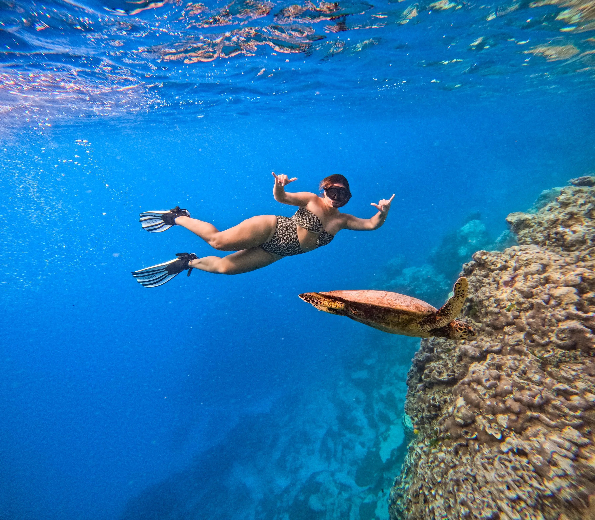 Rarotonga Turtle Tour