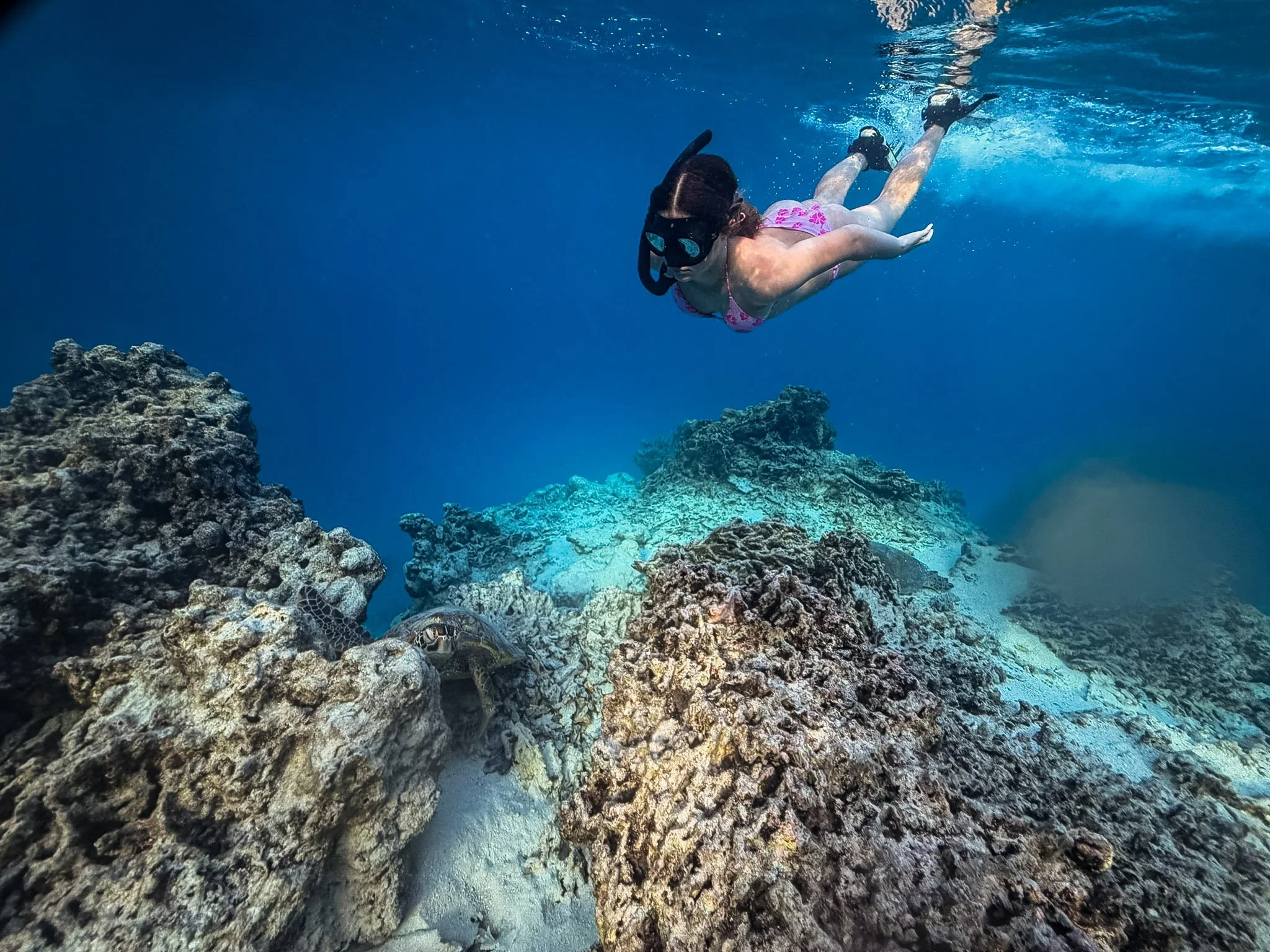 Rarotonga Turtle tours