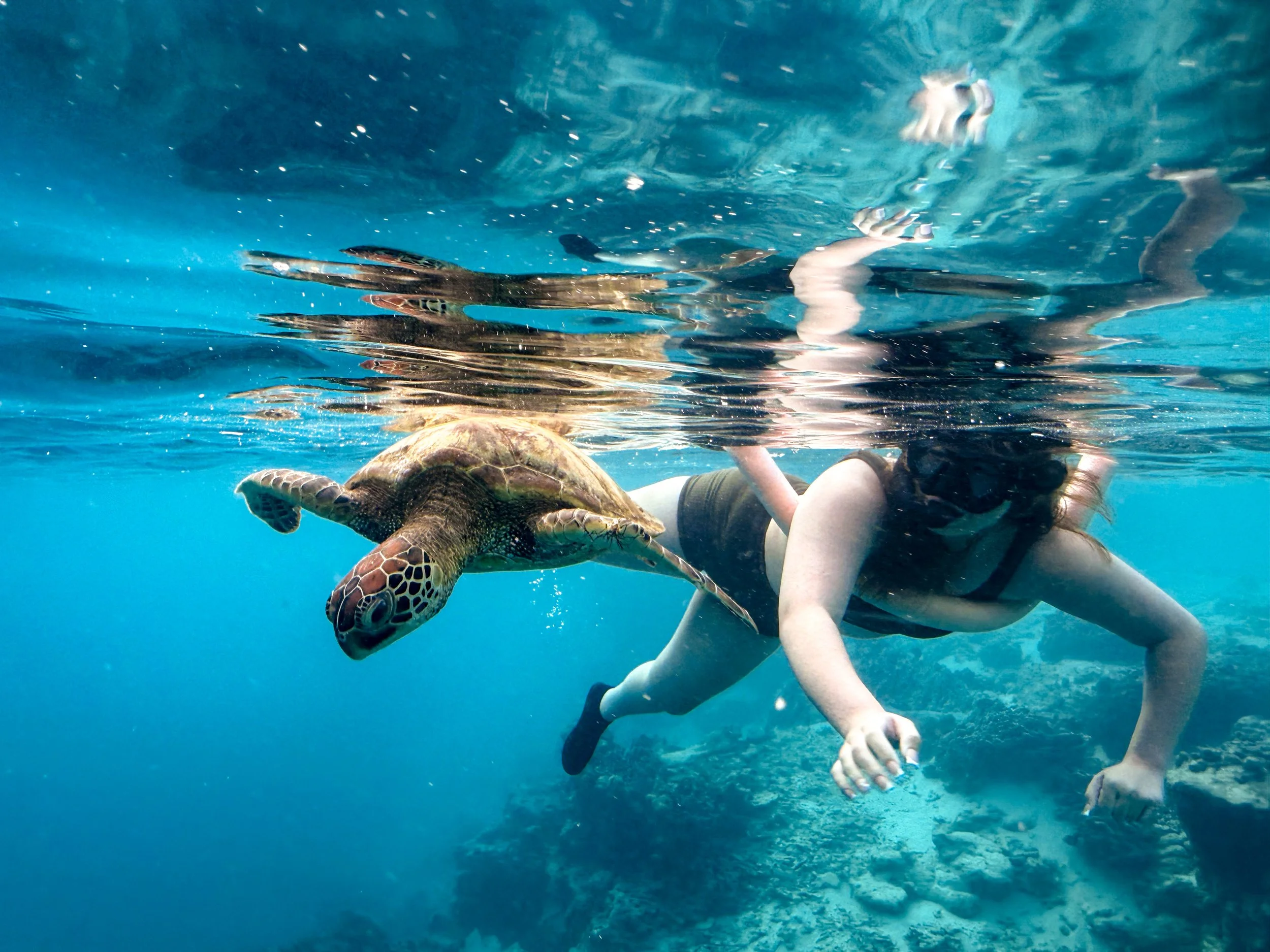 Rarotonga Turtle Tour