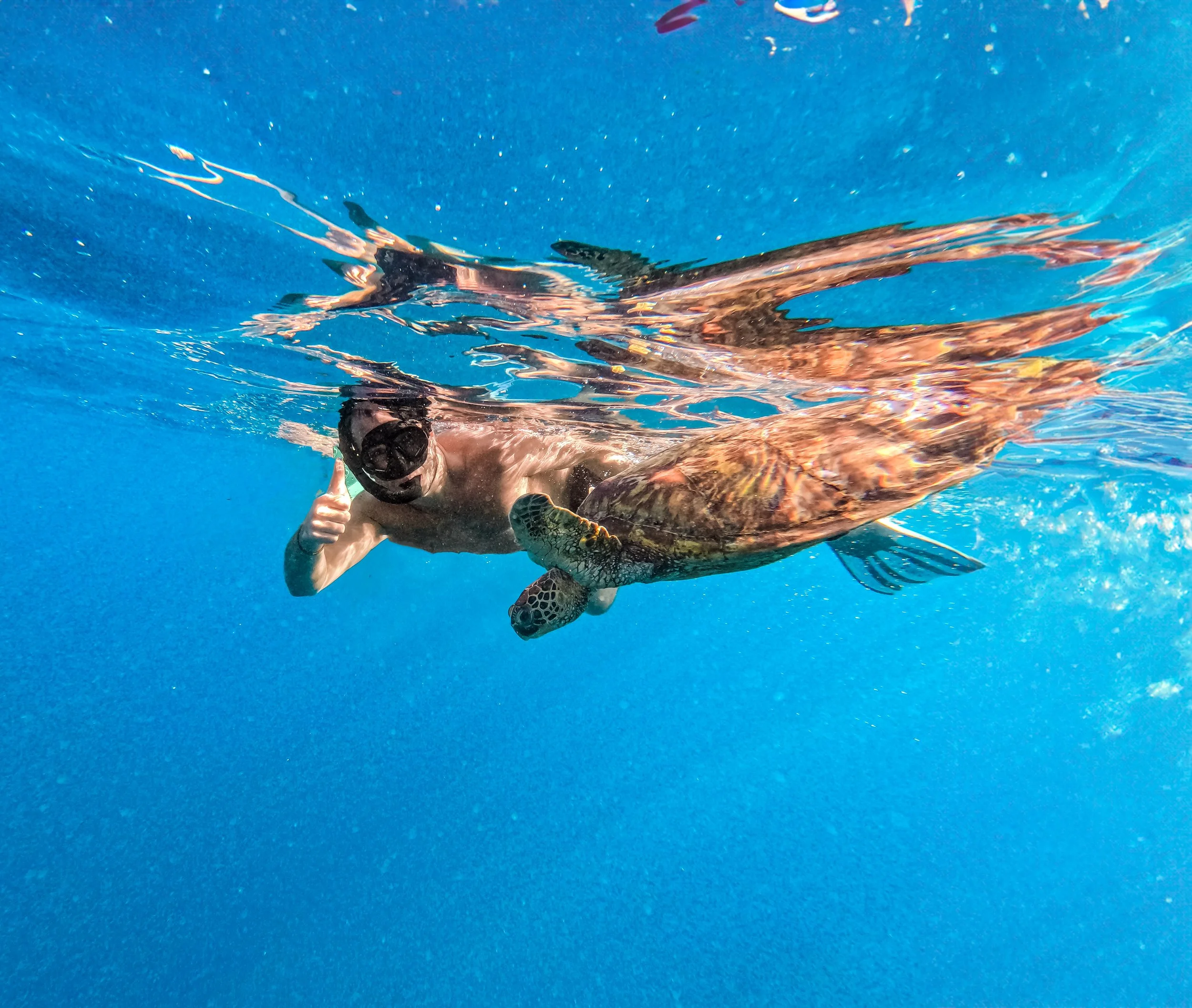 Swim with the turtle in Cook Islands