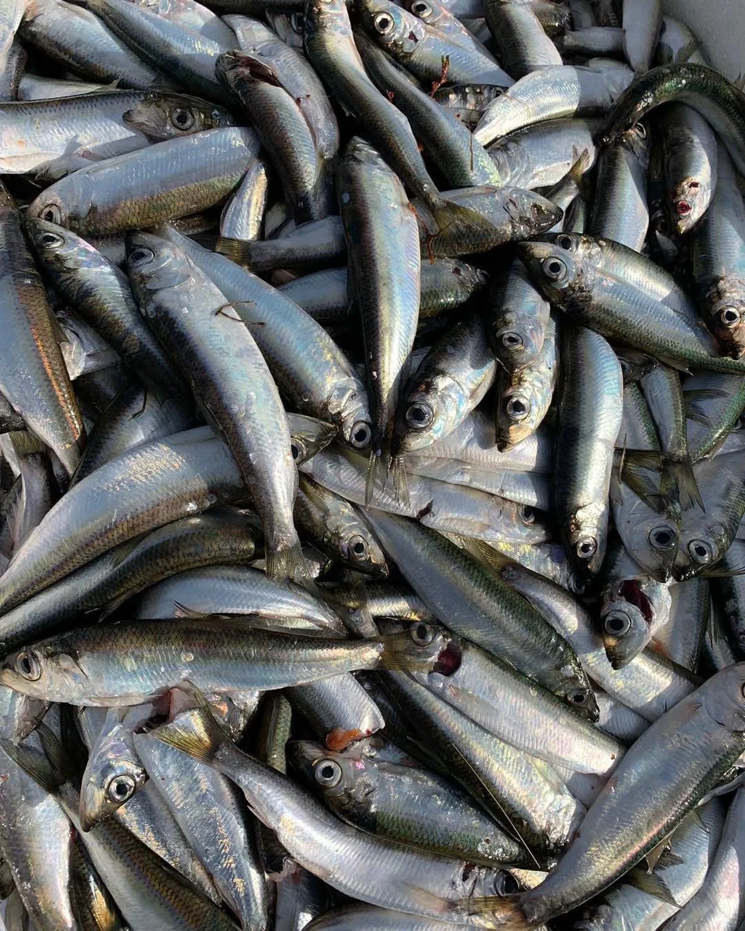 Tuoretta silakkaa tarjolla huomenna! 🎣
Huomenna (keskiviikkona) saamme er&auml;n tuoretta rys&auml;silakkaa Pyht&auml;&auml;lt&auml;.
8,90 &euro;/kg
Tervetuloa ostoksille!

F&auml;rsk str&ouml;mming p&aring; v&auml;g in! 🎣
Imorgon (ons) f&aring;r v