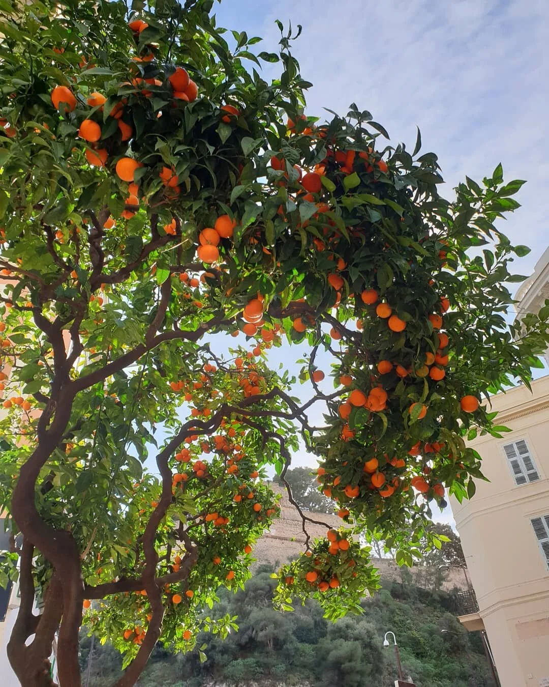 This is the closest orange tree to our distillery, located literally 50 metres from the front door!
The sun is shining today, and ripening the fruit to perfection for the harvest starting next week. 
We can't wait to taste the 2021 vintage!