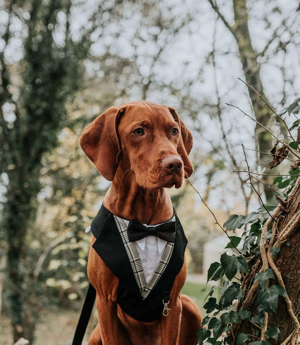 dog suits for weddings