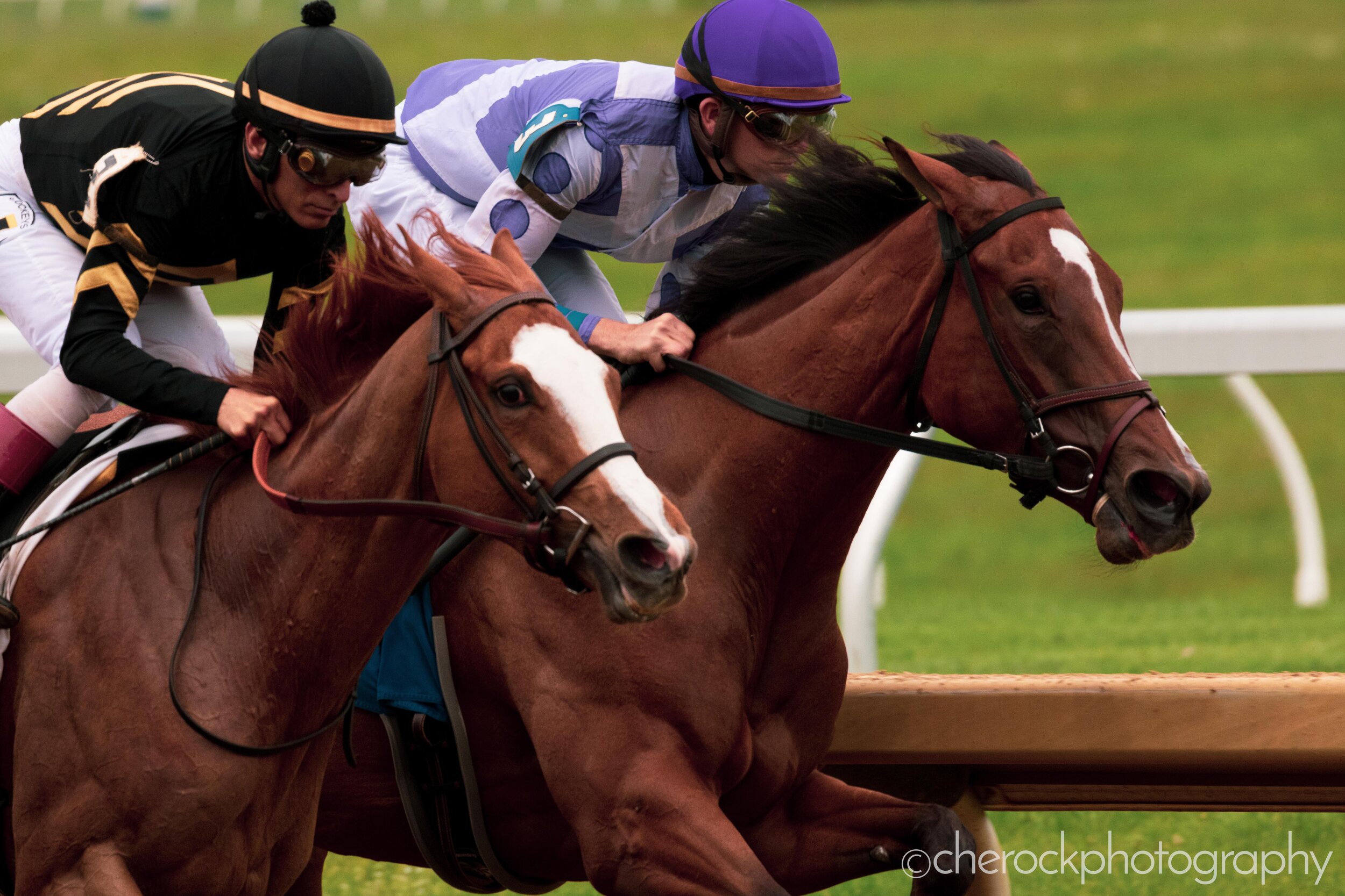 race horses running at Keeneland Race Track