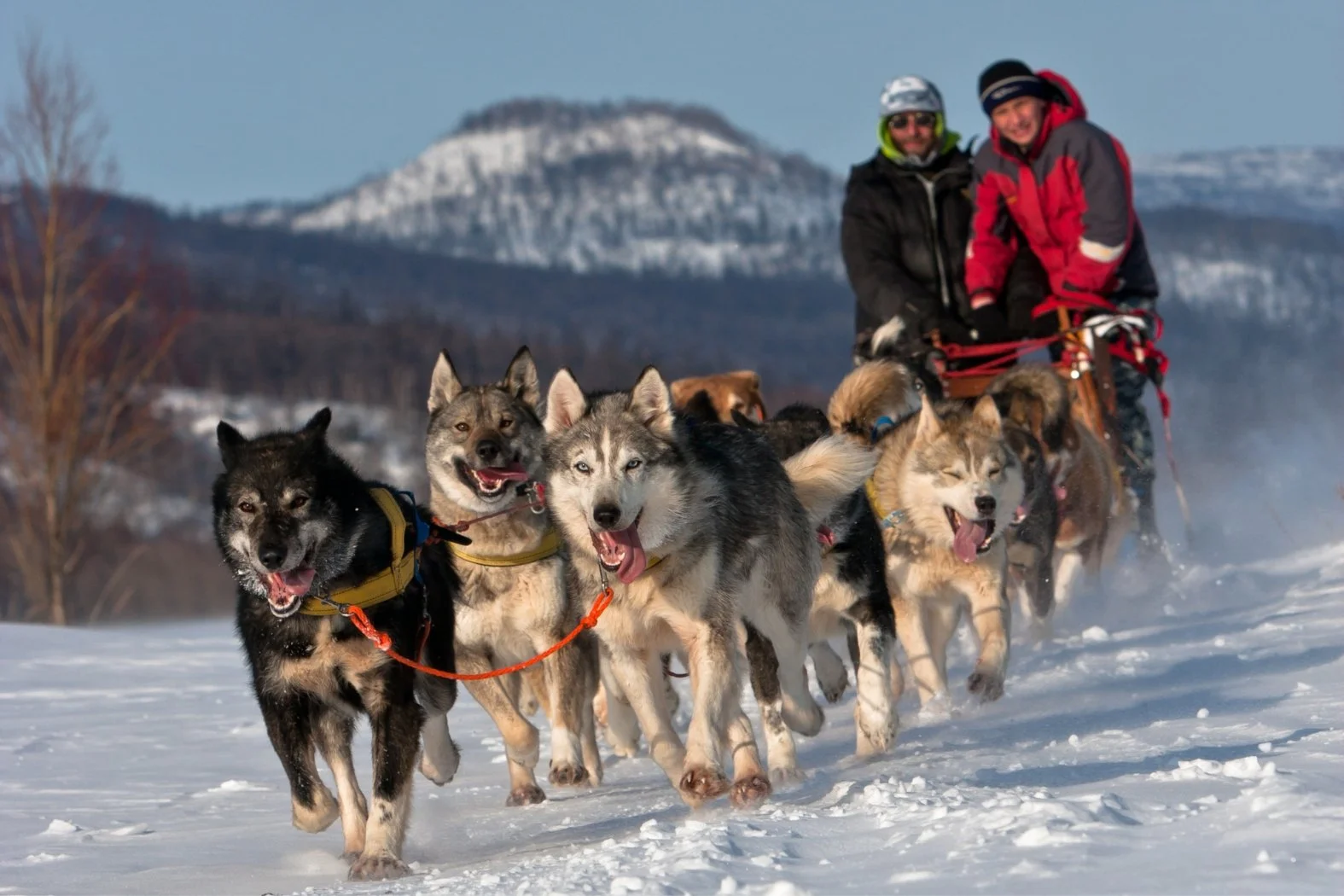 UN SPORT EXIGEANT&nbsp;: LA COURSE DE CHIENS DE TRAÎNEAUX!