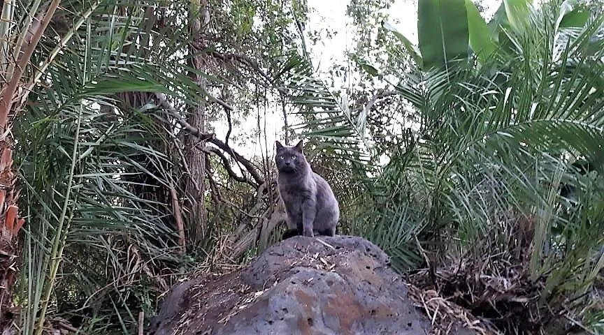 floky.jpg