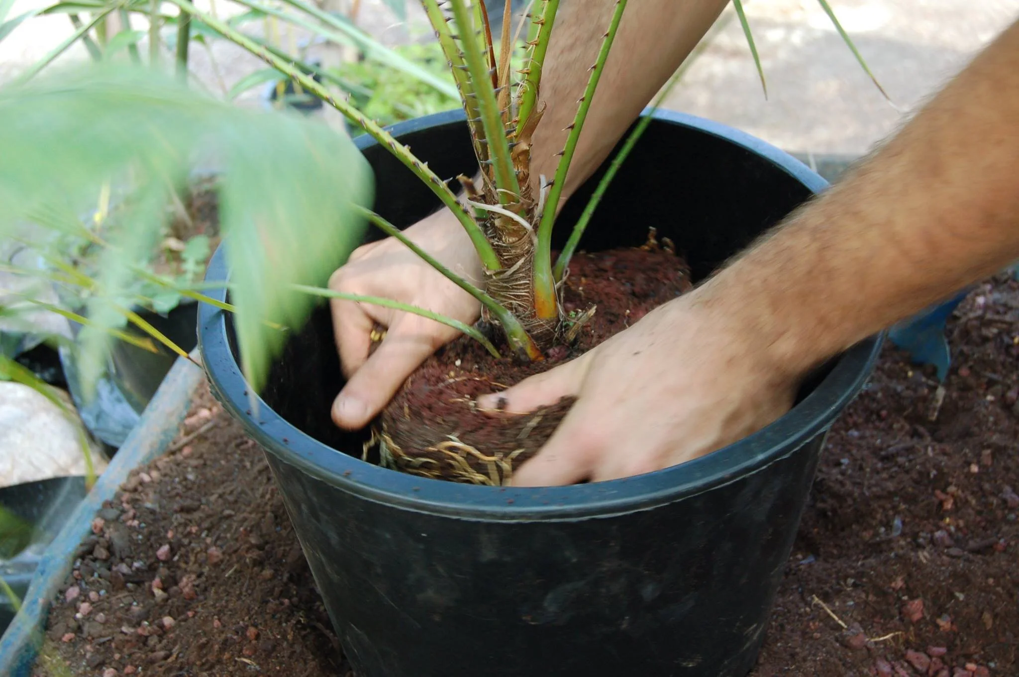 Quand et comment rempoter ses plantes ?