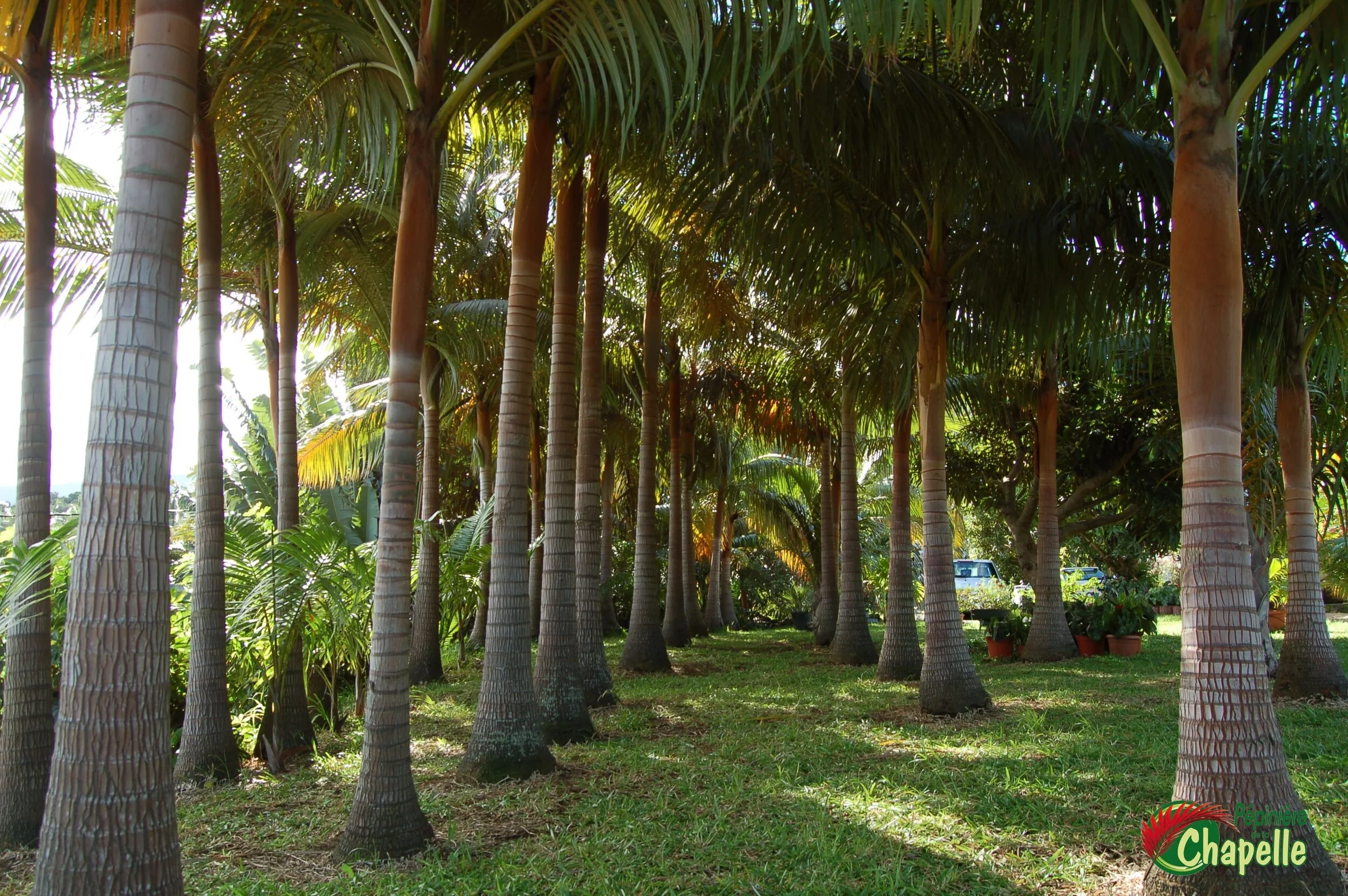Acanthophoenix rubra - Palmiste rouge