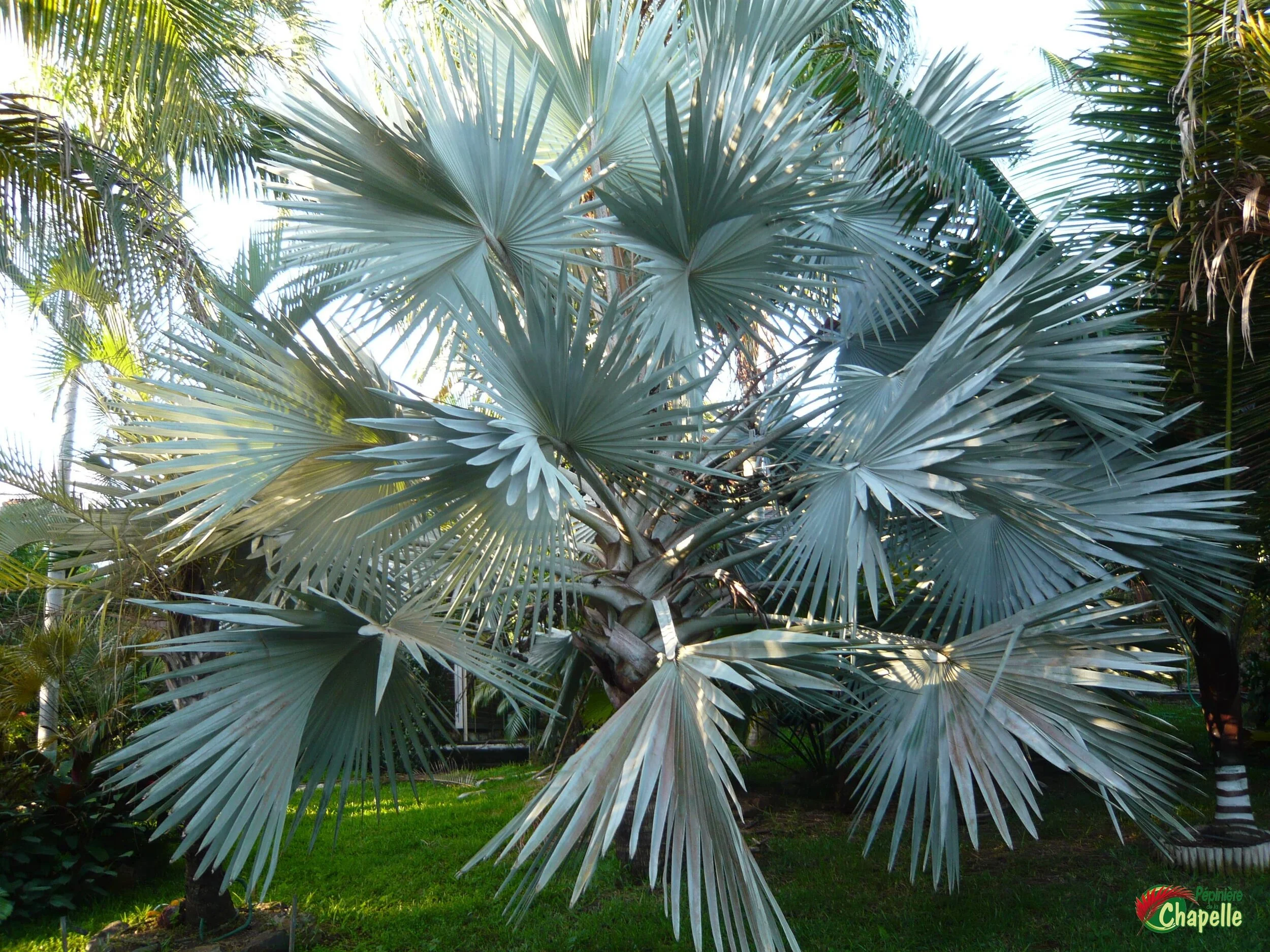 Bismarckia nobilis - Latanier bleu