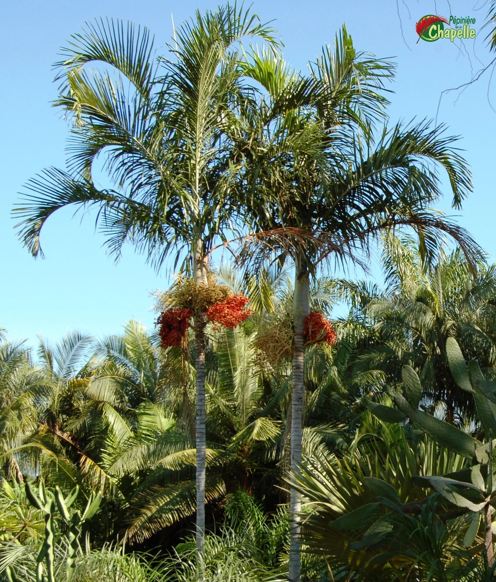 Carpentaria acuminata