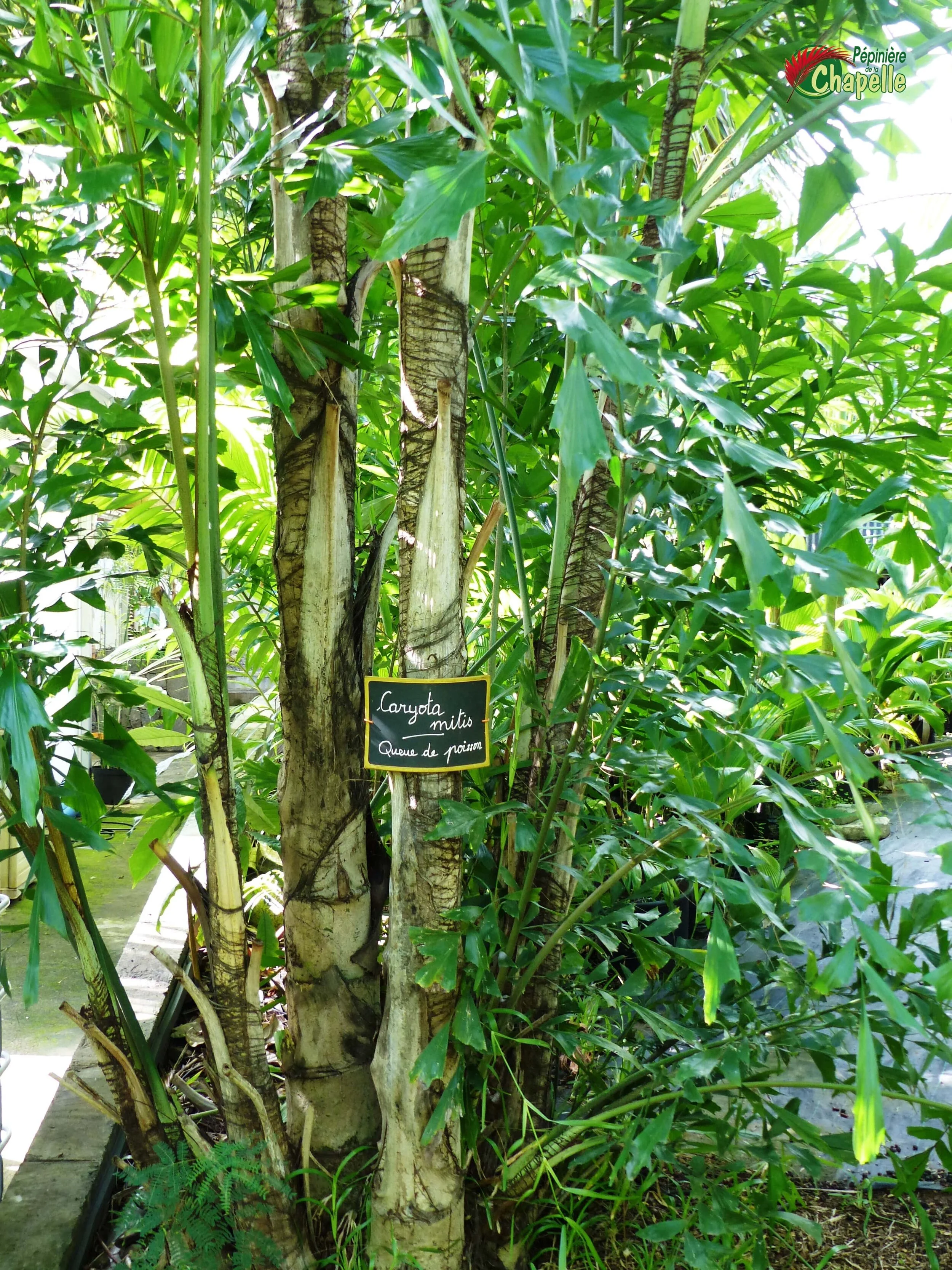 Caryota mitis