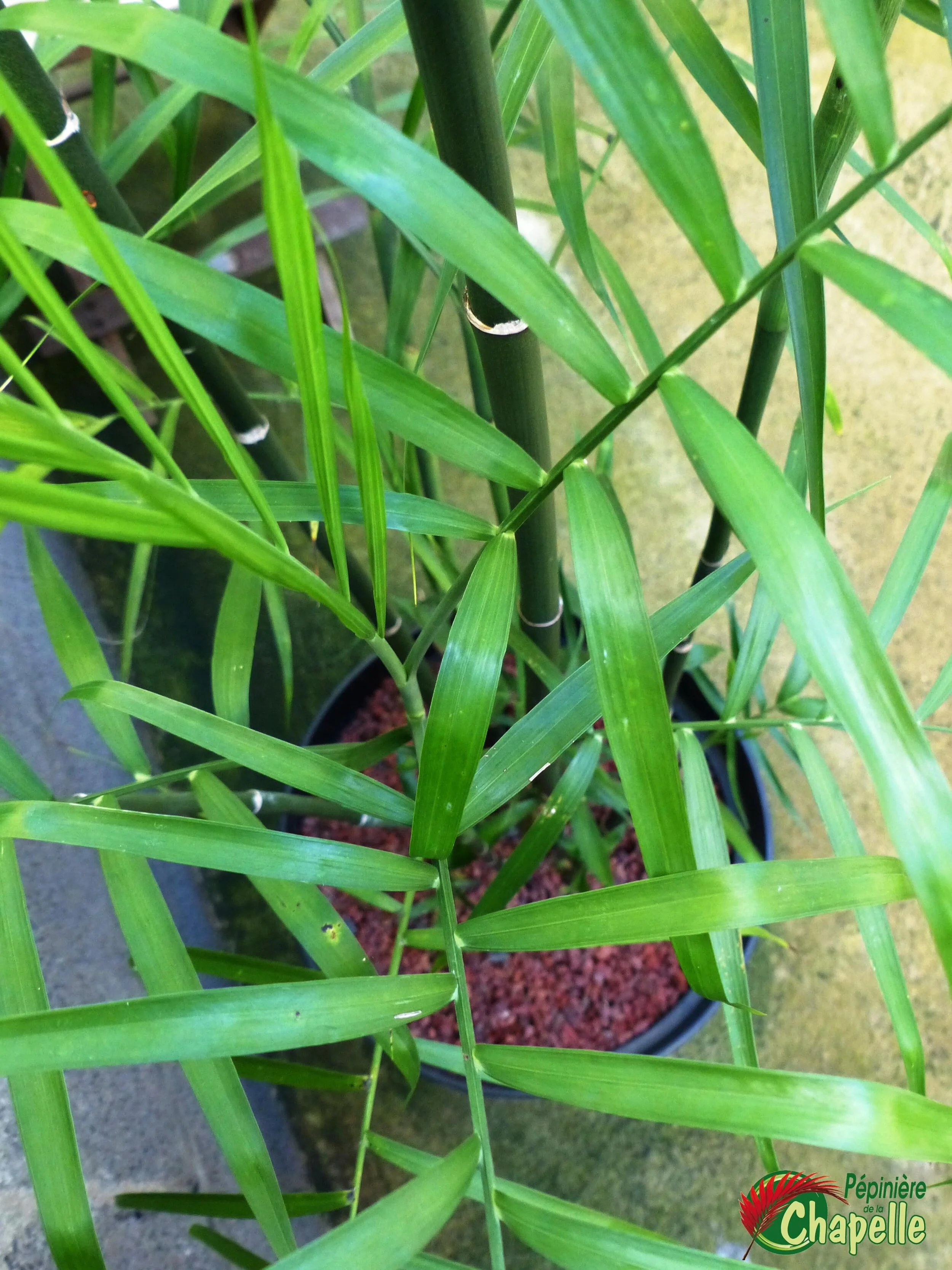 Chamaedorea elegans, costaricana, seifrizii
