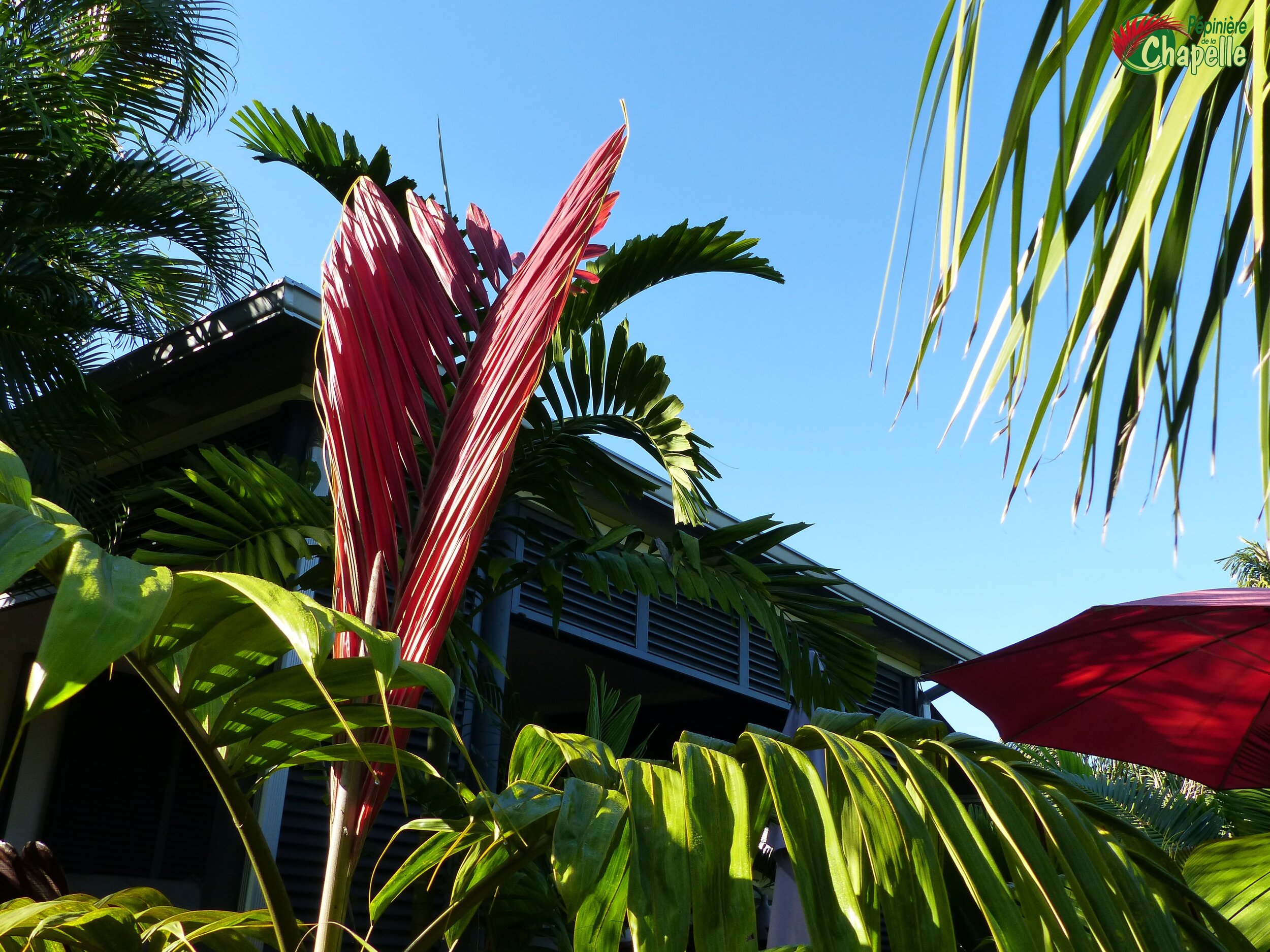 Chambeyronia macrocarpa