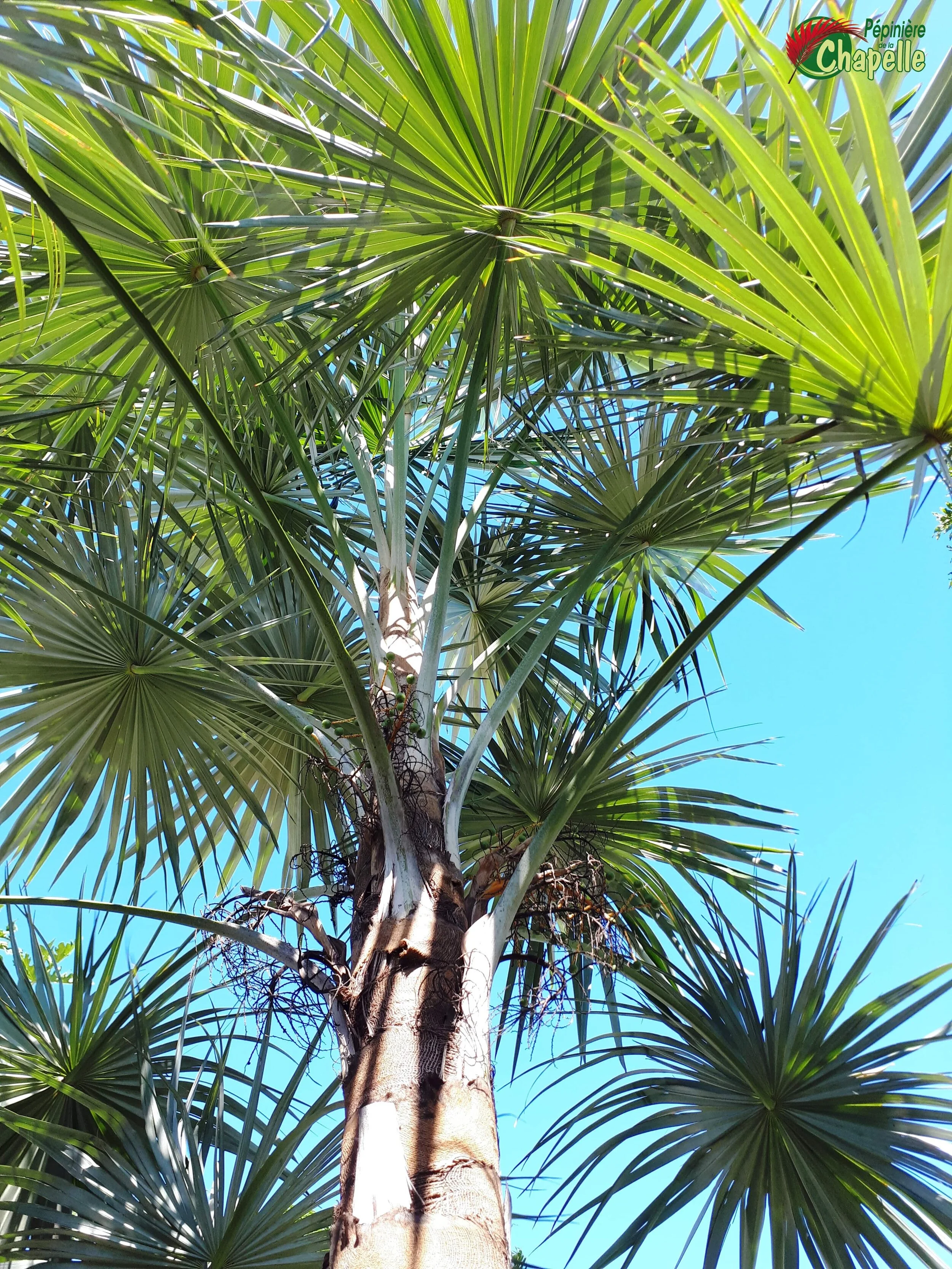 Coccothrinax argentea