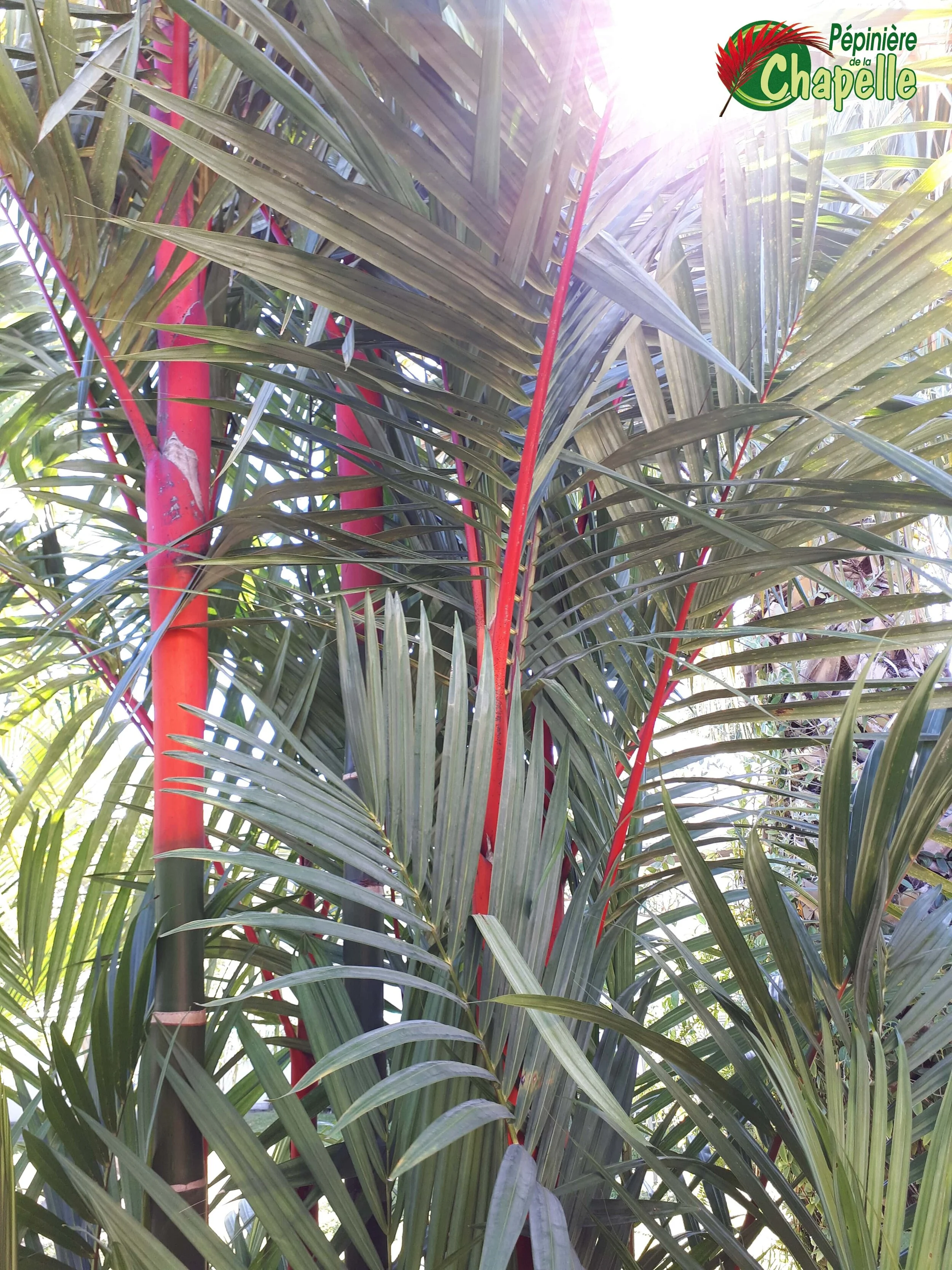 Cyrtostachys renda - Palmier rouge à lèvres