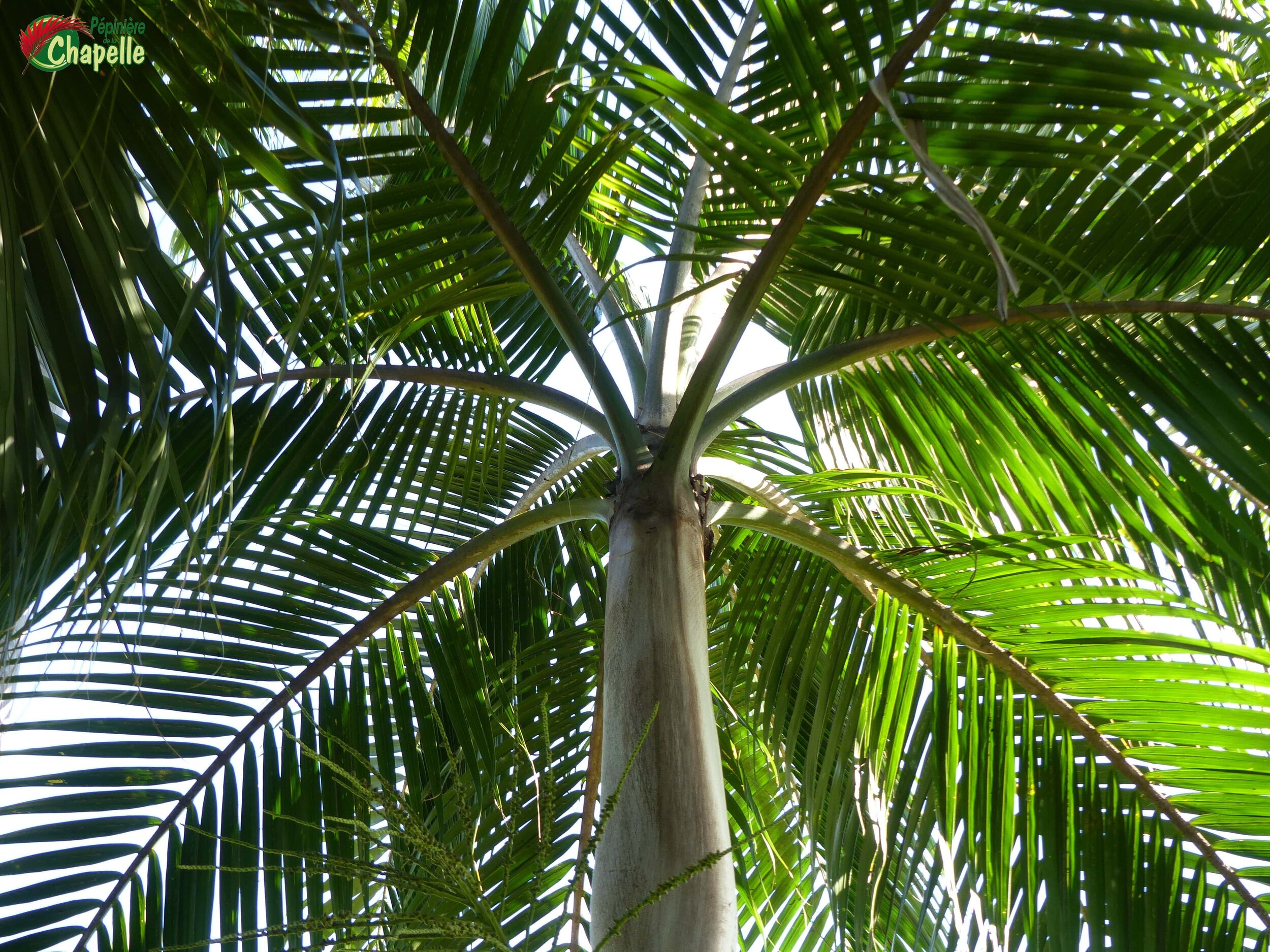 Dictyosperma album - Le palmiste blanc