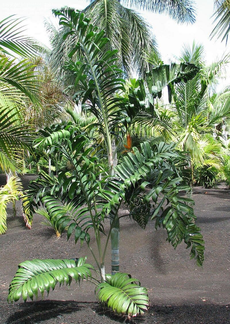 Dypsis lanceolata - Multipliant des Comores