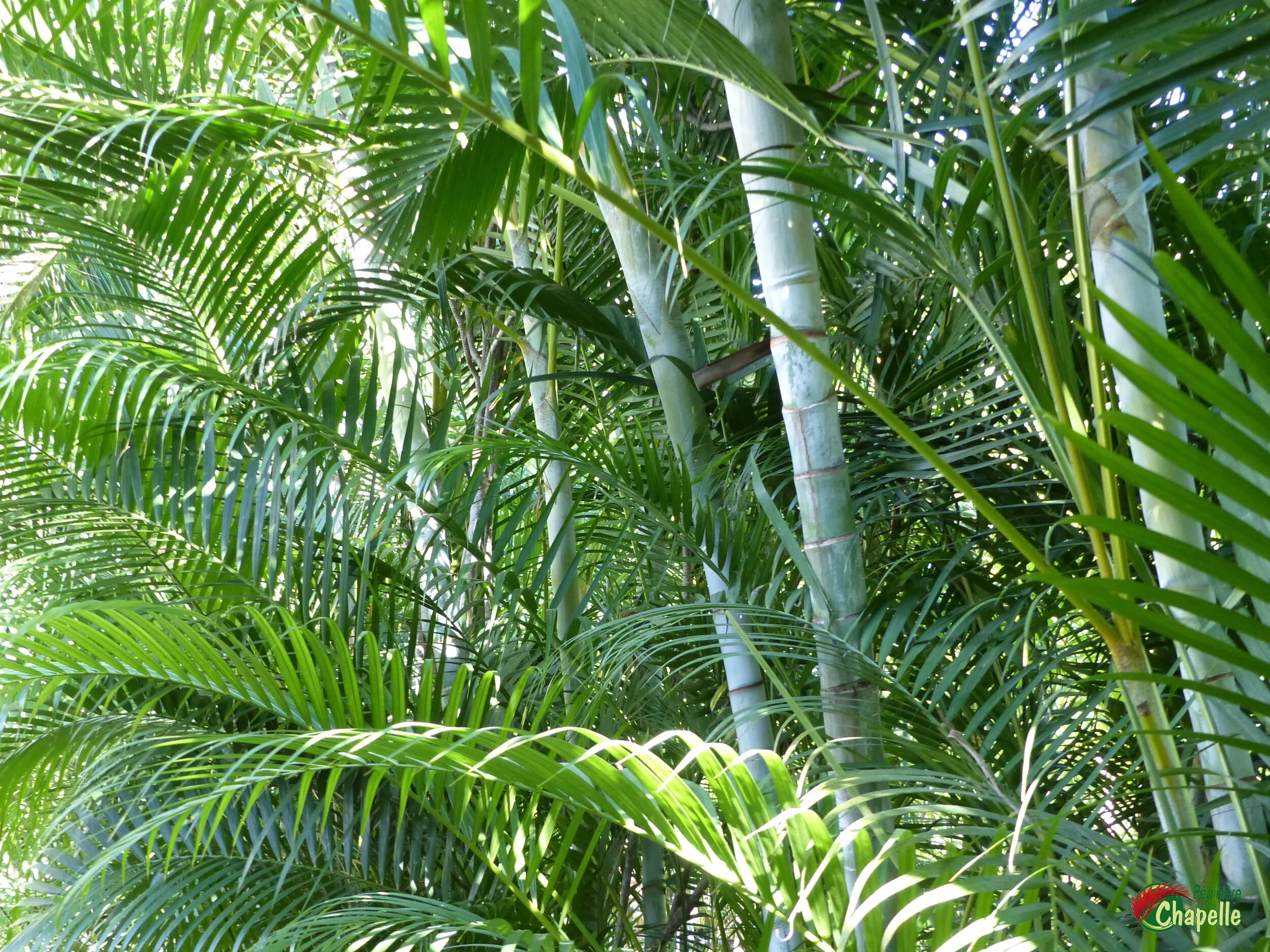 Dypsis lutescens - Le palmier multipliant