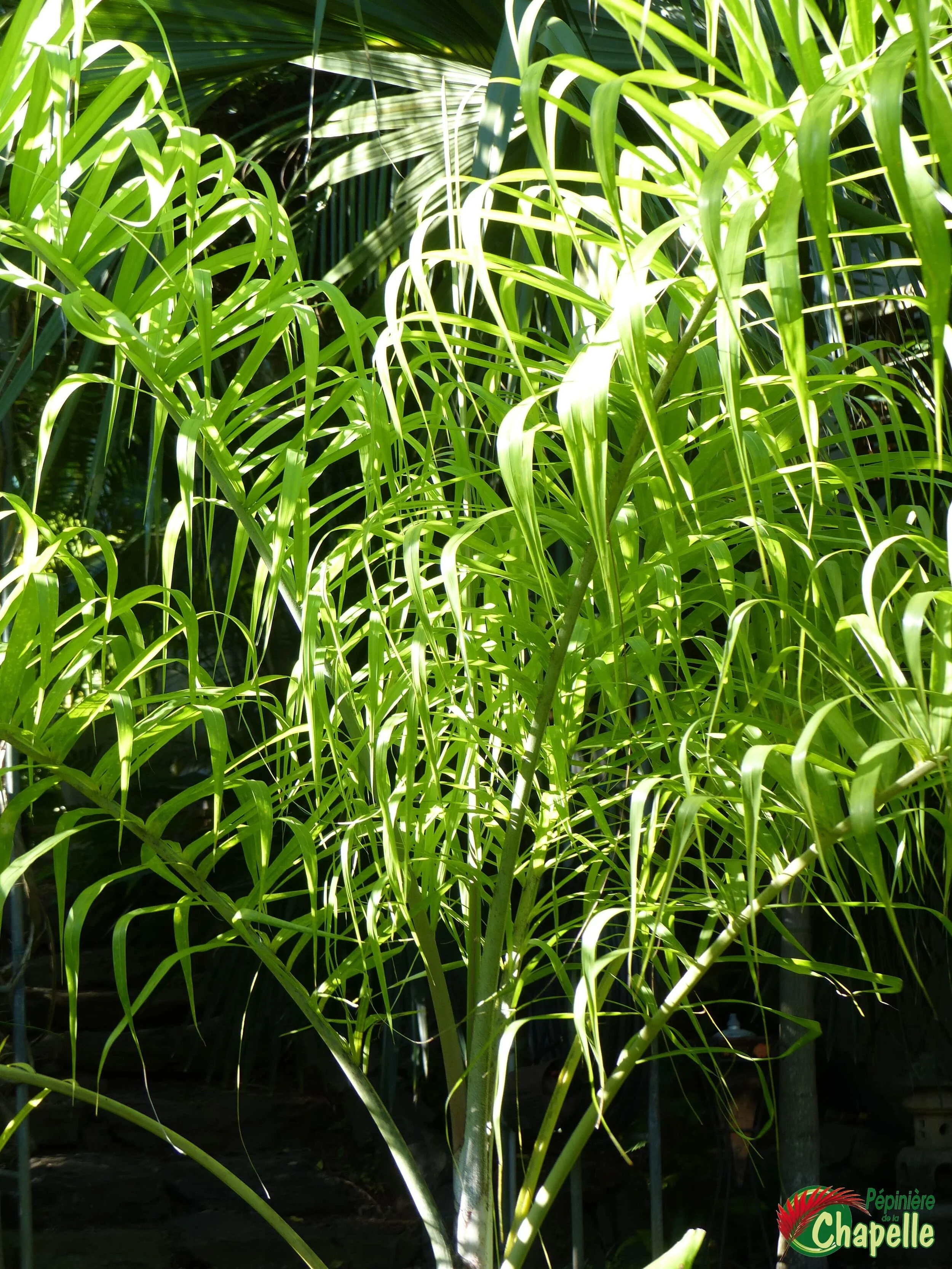 Dypsis madagascariensis - Royal de Madagascar