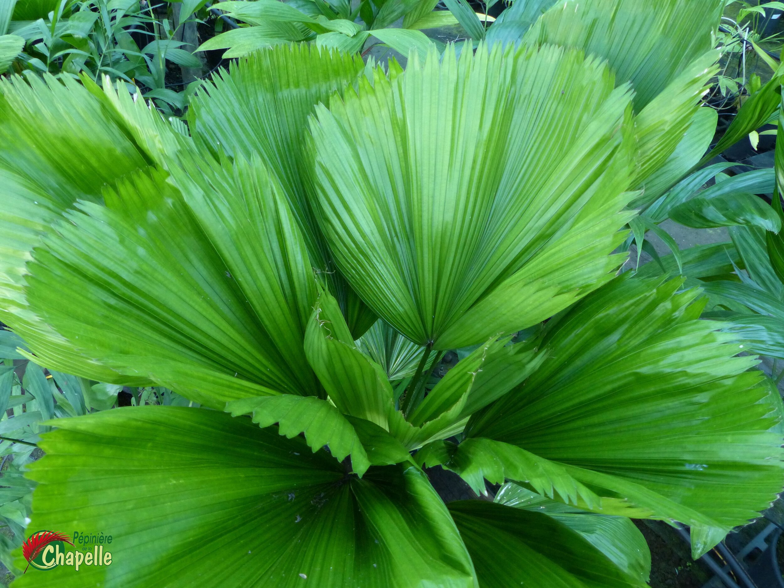 Licuala grandis - Palmier éventail (et Licuala peltata)