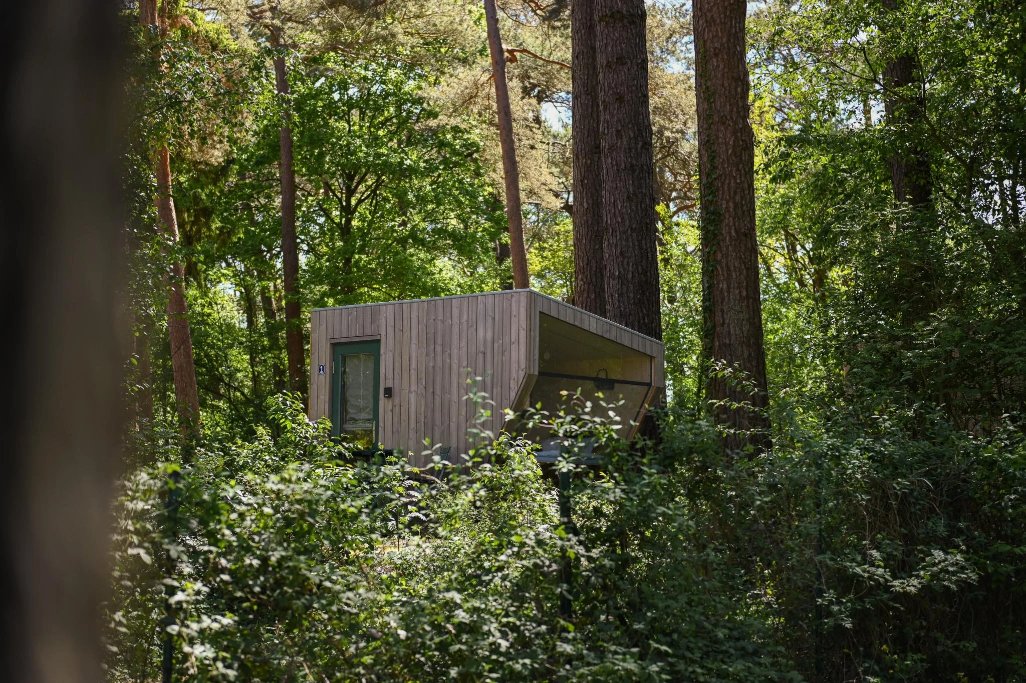 Ein kleines, modernes Cabin im dichten Wald mit hohen Bäumen und üppigem Grün.