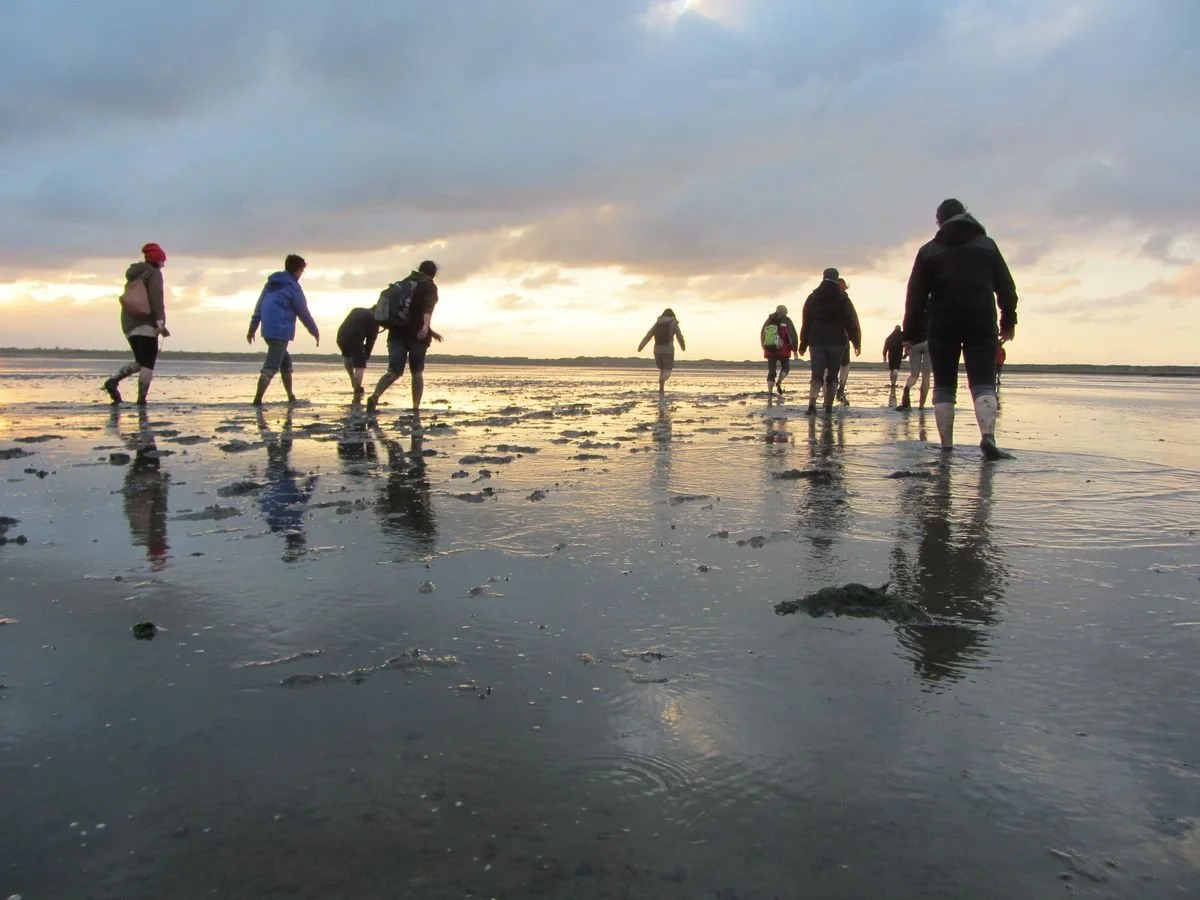 csm_wattwanderungen_6ee7817ed9 (1).jpeg