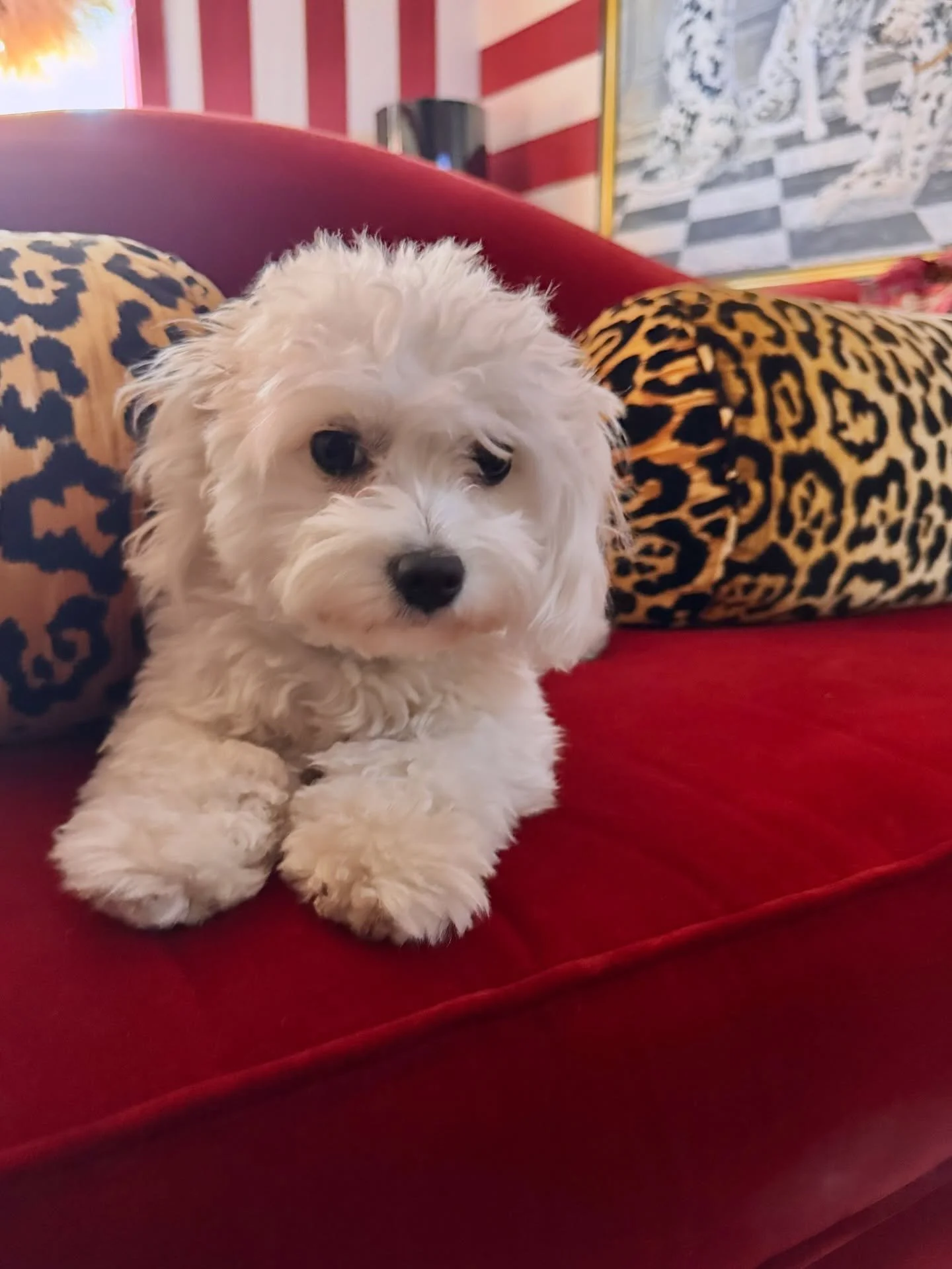 Brighton was one of the best things to come out of 2025. 🤍