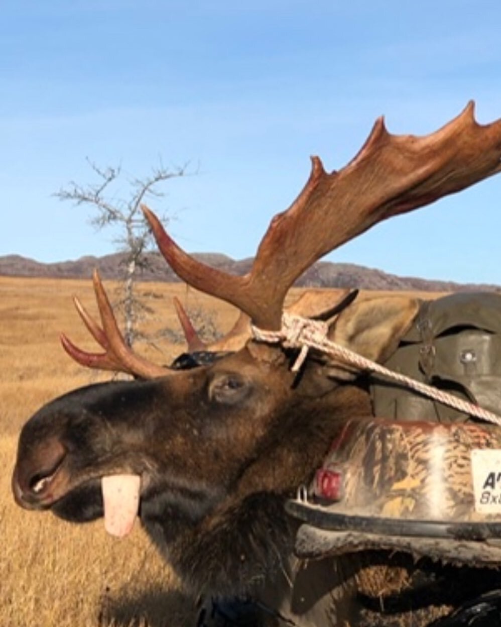 This is what we all look forward to at the end of our hunt. Another great hunt and happy Hunter! Contact us at Marchandmillco@gmail.com to come for a Moose, Caribou or bear hunt!