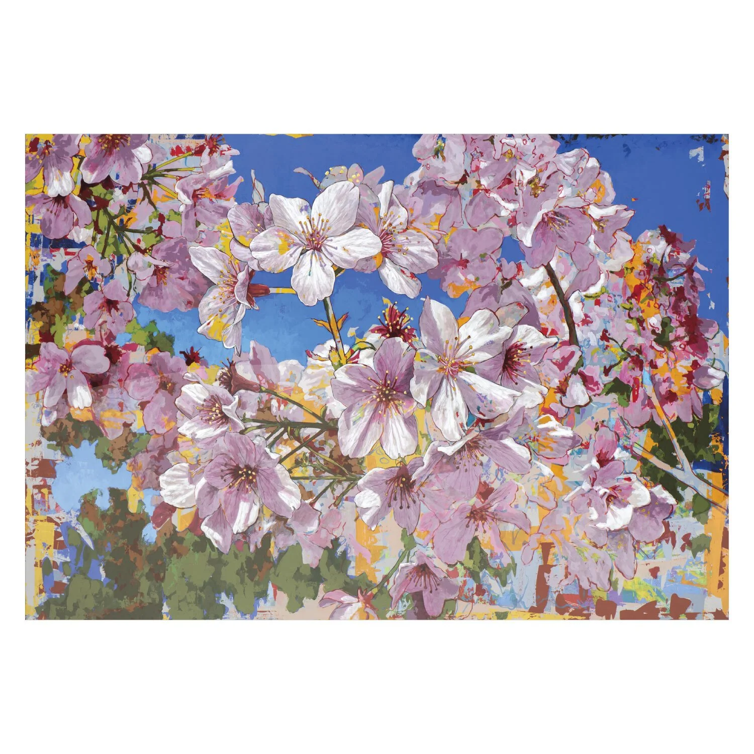 Cherry Blossoms