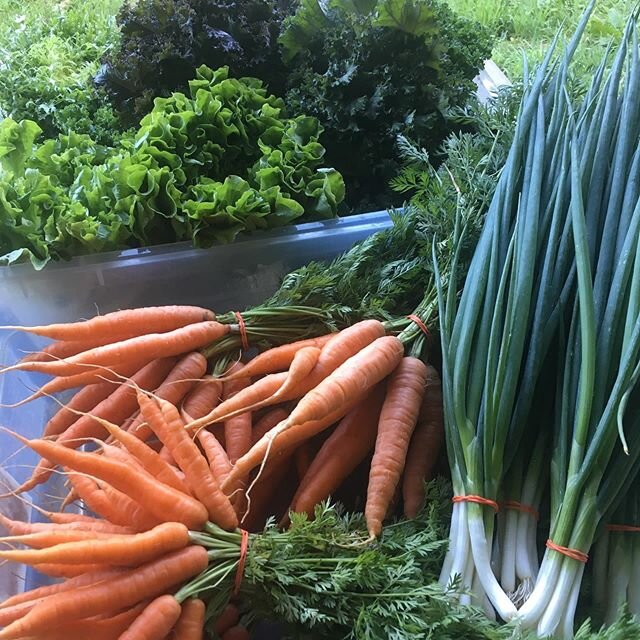 We will be at @asapconnections market on the ABTech campus from 9-12 today. All are welcome.

#strength #strengthincommunity #supportlocalbusiness #supportsmallbusiness #plantbased #csa #communitysupportedagriculture #communitysupport #love #cngfarmi
