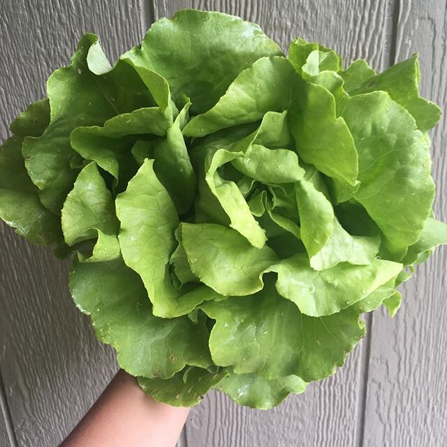 Harvest day &amp; delivery to @carolinaflowrs
..
🌺
..
What an amazing woman Emily is. She put together a grocery delivery add on to her flower deliveries when the epidemic first heightened. This way, folks who wish to stay home and stay safe can sti