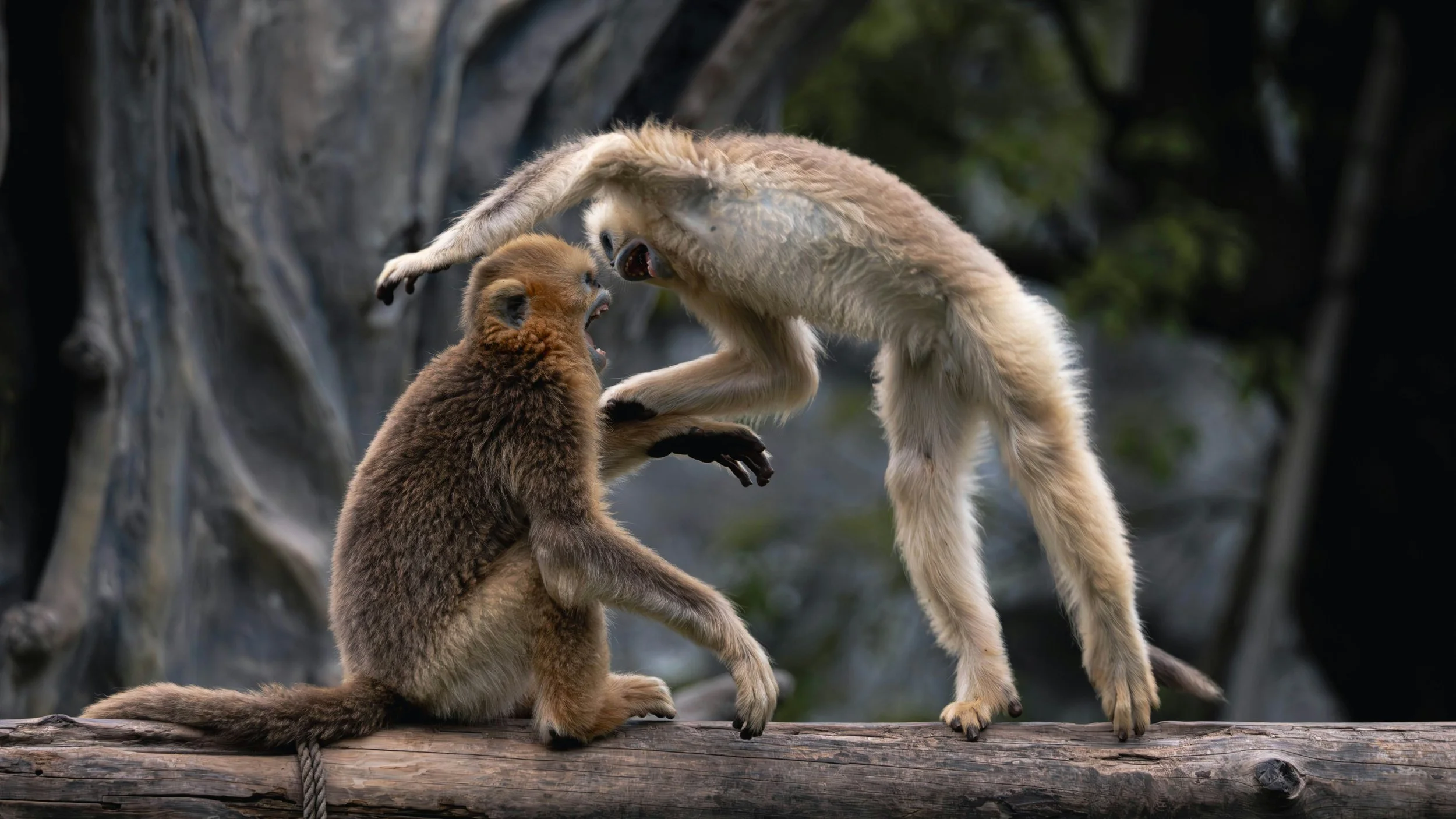 Marriage Counseling Raleigh NC: Things Not to Do in an Argument – Part One