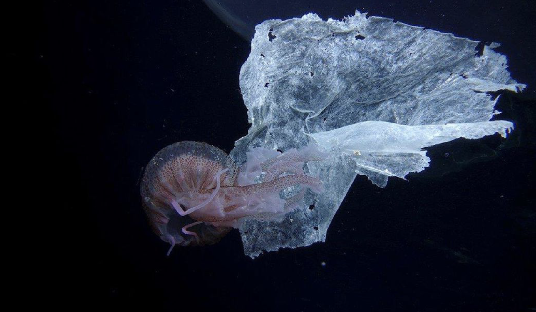 More Canadians are relying on Amazon due to COVID-19. It’s time for online retailers to reduce plastic packaging, say advocates