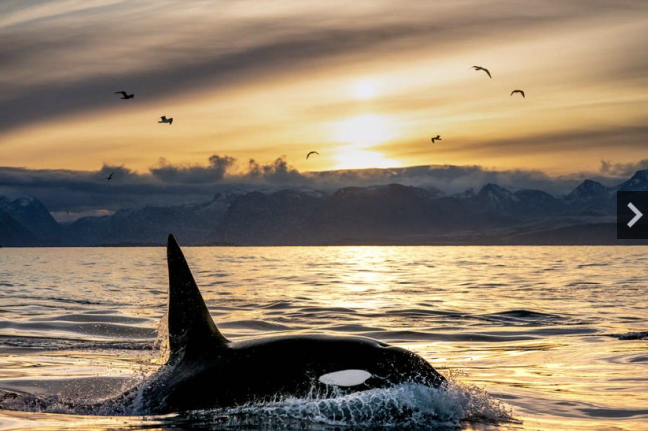 B.C.–based online festivals offer surfing and outdoor recreation films with environmental awareness