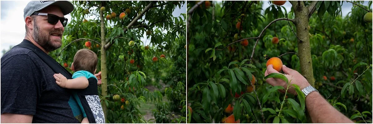 Peach-picking-in-Central-Florida (2).jpg