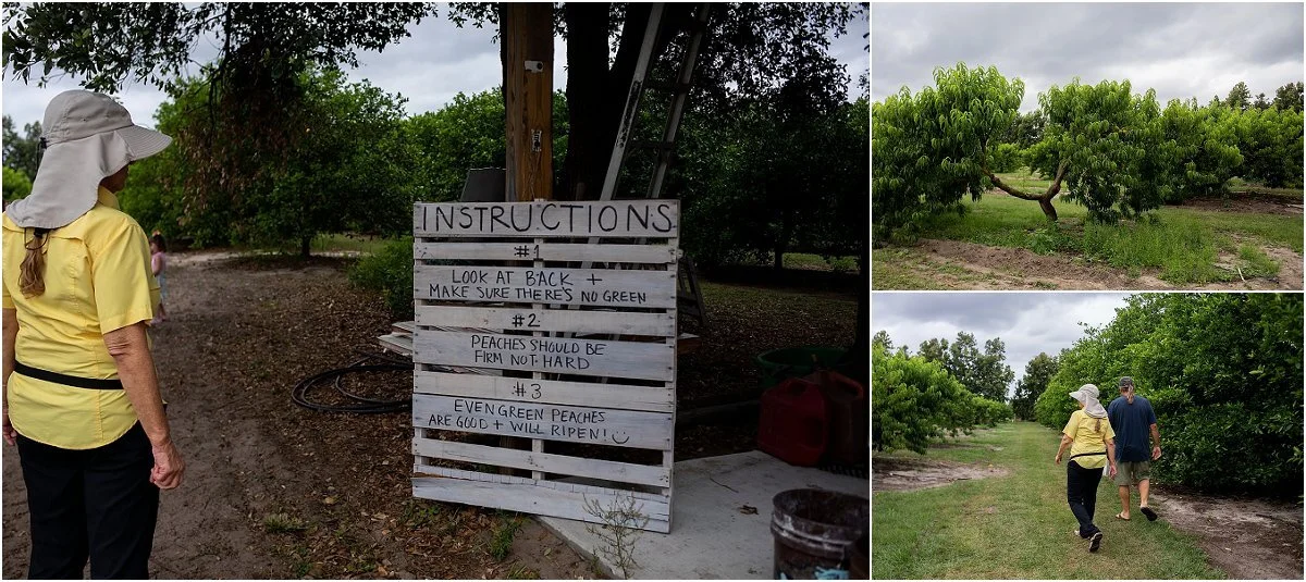 Peach-picking-in-Central-Florida (1).jpg