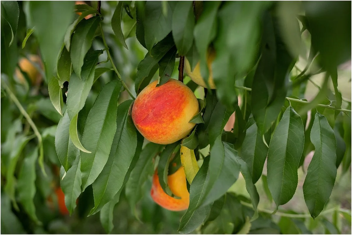 Peach-picking-in-Central-Florida (4).jpg