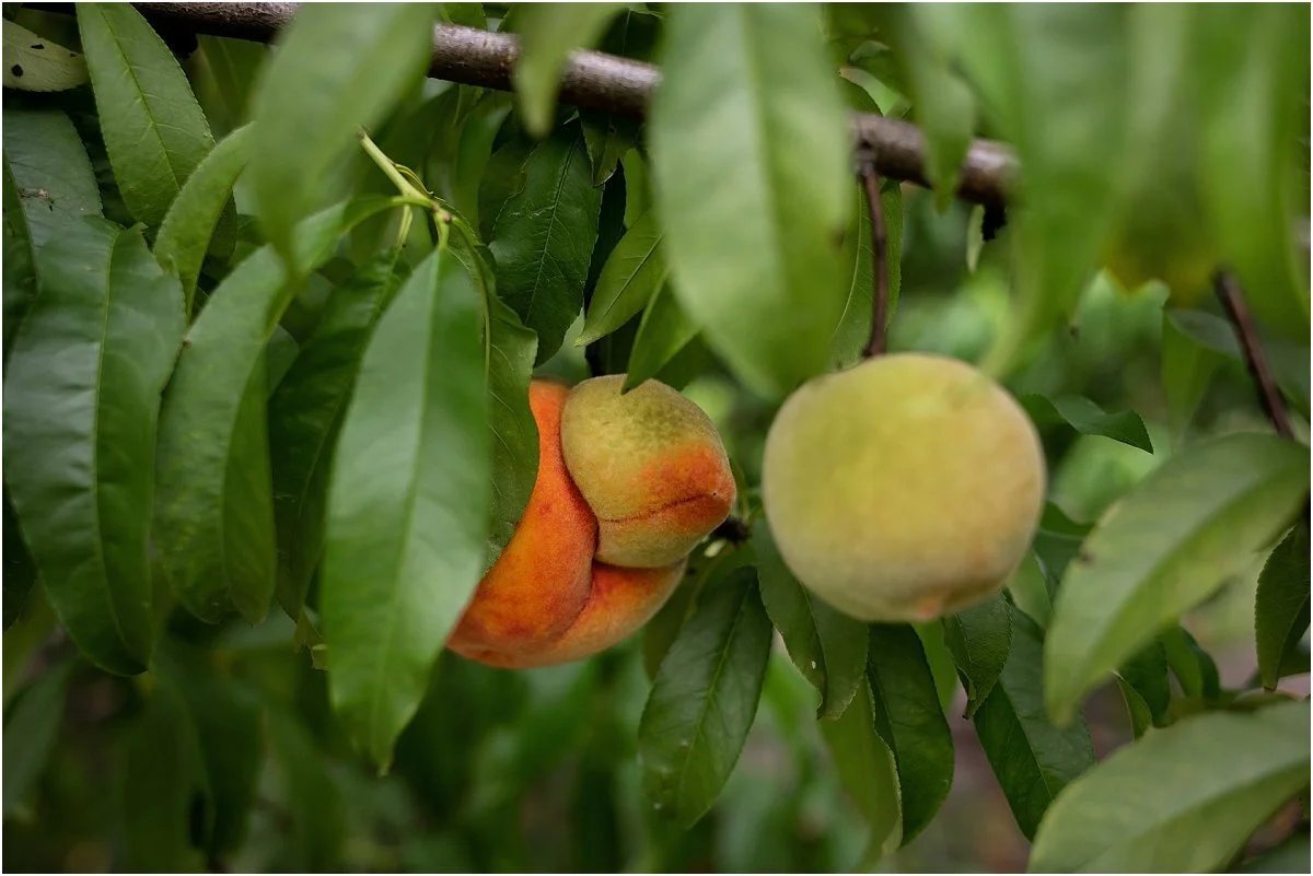 Peach-picking-in-Central-Florida (5).jpg