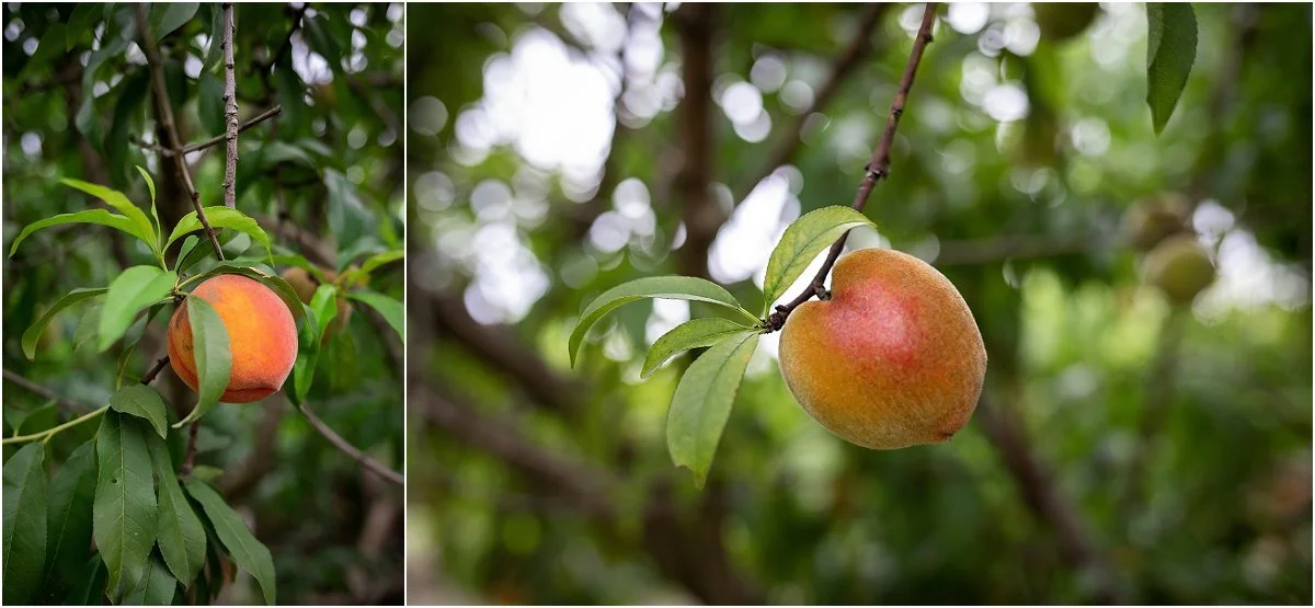 Peach-picking-in-Central-Florida (7).jpg